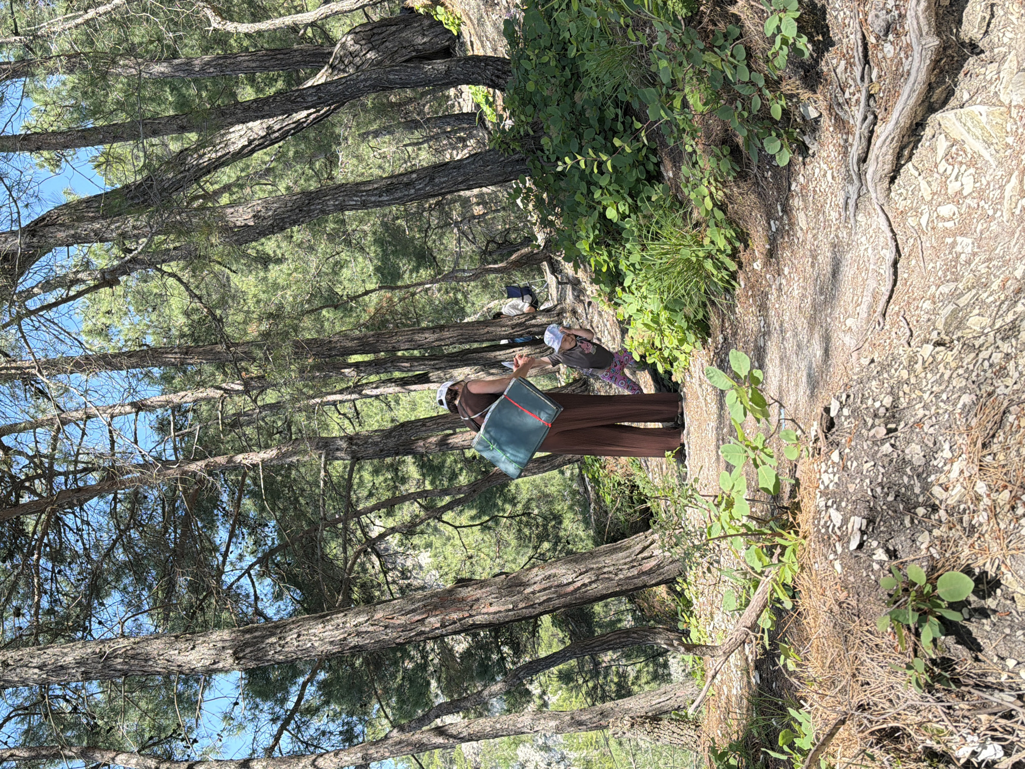 The image depicts a sun-drenched forest trail in Divnomorskoe, Russia, with a woman and a child present. The woman, dressed in brown wide-leg pants and a brown top, carries a large, teal-colored carrier with red and green trim. She is wearing a white hat. A young child, wearing a light blue hat and patterned leggings, is being pulled by the woman and appears to be stumbling or playing on the path. The path is a dirt track with scattered rocks and dry pine needles, bordered by lush green foliage and tall pine trees with rough bark. The trees cast dappled shadows on the ground. In the background, another person can be seen seated in a folding chair, and there is evidence of a steep embankment on the left side of the image. The sky is a clear blue.