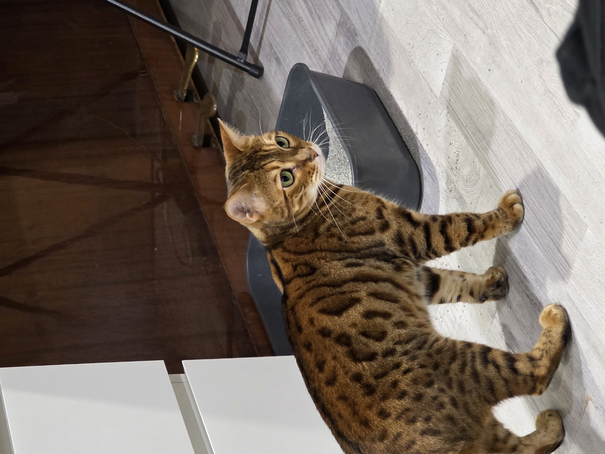A Bengal cat with brown and black markings and green eyes stands on a light gray wooden floor next to a dark gray litter box filled with light gray litter. The cat is facing to the right, and its body is partially obscured by a white cabinet on the left. Behind the cat and litter box is a dark brown wooden surface, possibly a piano, with brass pedals visible. A black metal stand is present in the background. The scene is indoors and appears to be a residential setting. There are no people present in the image. The location is described as Сокуры, Russia.