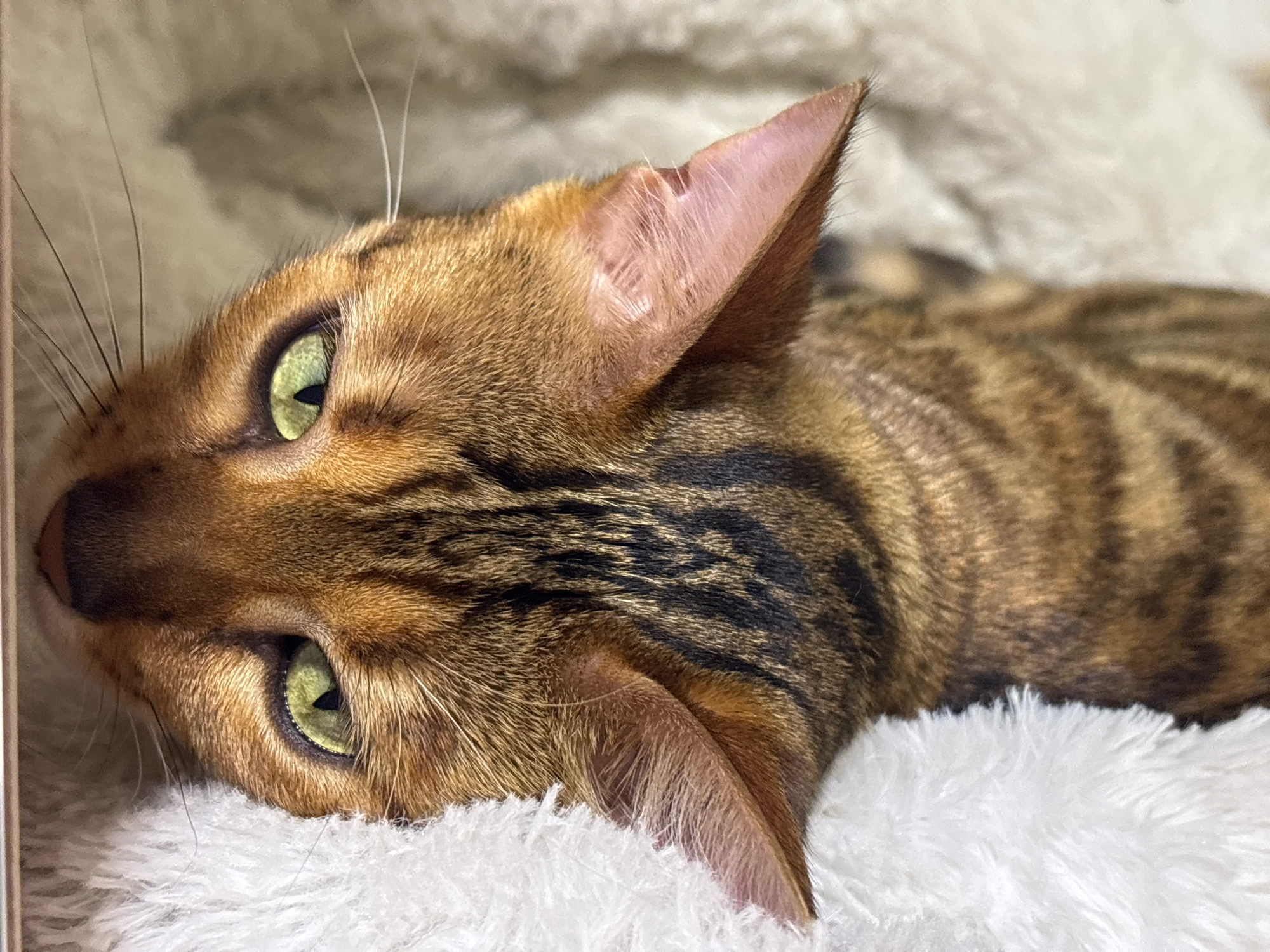 A Bengal cat is shown lying on a soft, white, fluffy surface, possibly a blanket or bed. The cat is positioned on its side, with its head turned towards the camera. Its fur is a mix of brown and black stripes, typical of the breed. The cat's eyes are a striking green, and they appear to be looking directly at the viewer. The background is out of focus, but it appears to be a neutral, textured surface. The lighting is soft and natural, highlighting the cat's features. There are no people or other animals visible in the image. The image is cropped closely to the cat, focusing on its face and upper body. There is no information provided about the location in the city of Noviy, Russia.