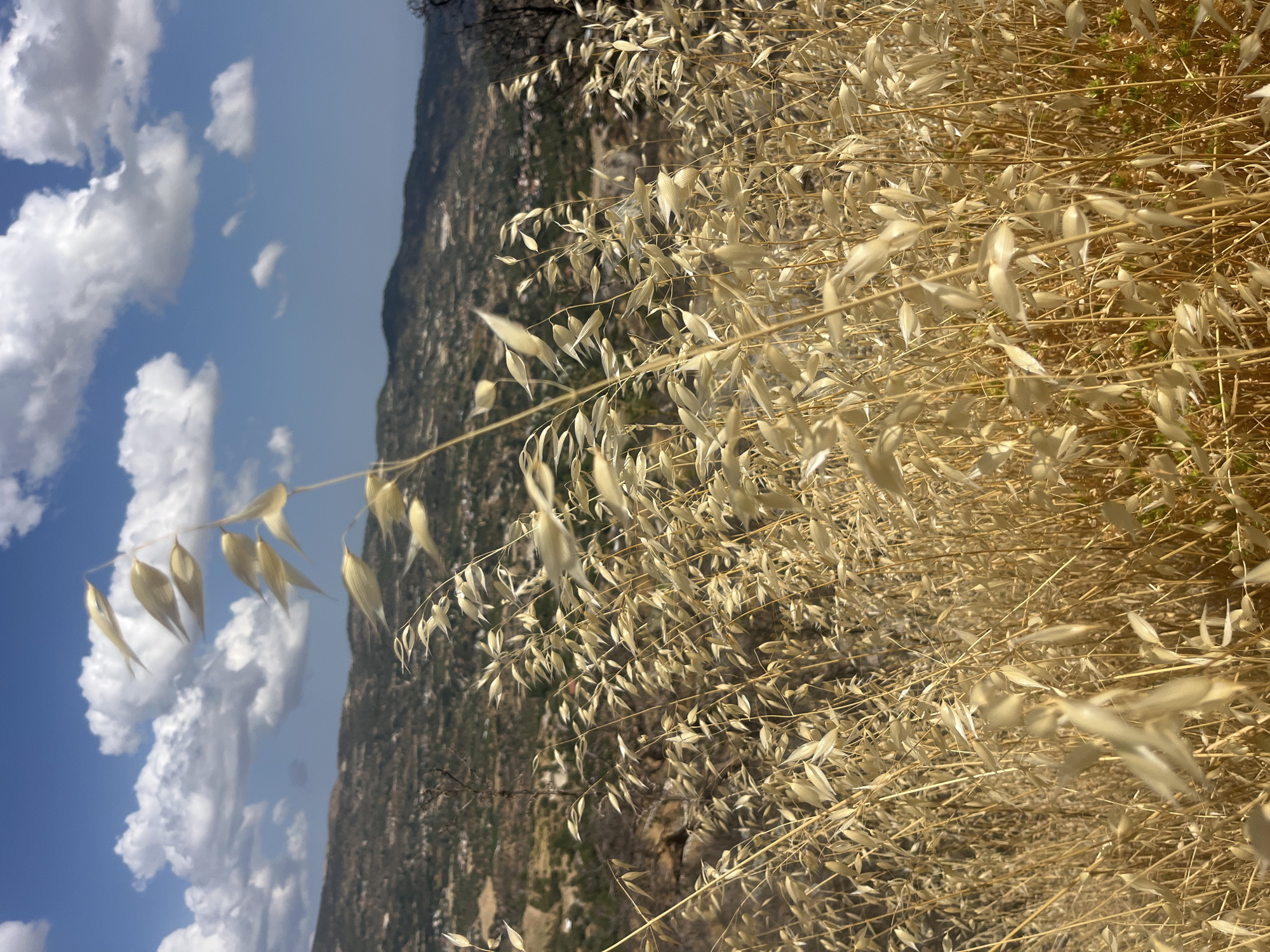In Silikou, Cyprus, a sun-drenched vista unfolds, dominated by a field of dry, golden grass in the foreground. The tall, thin stalks of grass, some with seed heads, are blurred by the wind, creating a sense of movement and texture. Behind the grass, a rolling landscape of hills recedes into the distance, dotted with sparse vegetation and hints of distant buildings, suggesting a rural or semi-urban setting. The sky above is a vibrant blue, punctuated by fluffy white clouds, casting soft shadows on the terrain. The overall impression is one of a warm, dry, and breezy day in the Cypriot countryside.
