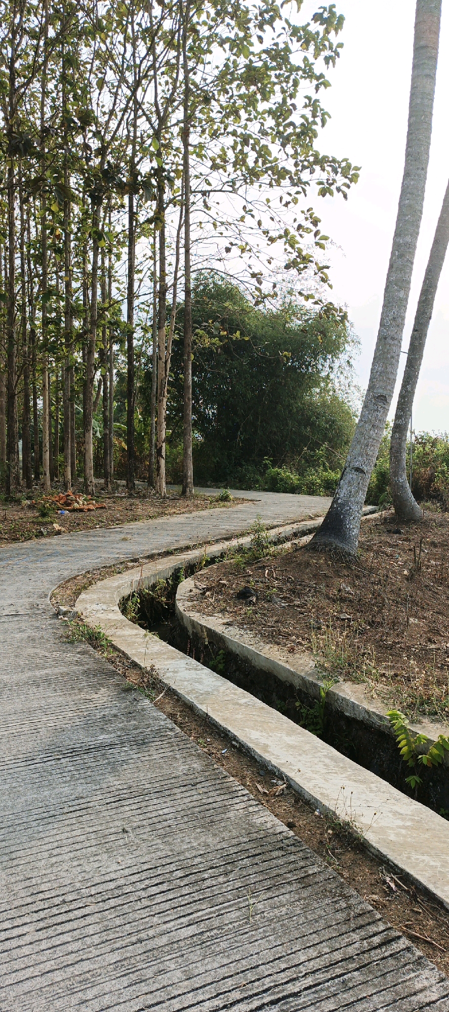 The image depicts a winding concrete path alongside a drainage ditch in Moyudan, Indonesia. A row of tall, slender trees with sparse foliage stands on the left, while two large palm trees with rough, textured bark dominate the right side of the frame. The ground is covered in dry soil, sparse vegetation, and some fallen leaves and debris. In the background, a dense cluster of bamboo and other greenery can be seen. The sky is bright and overcast. There are no people or animals visible in the image.
