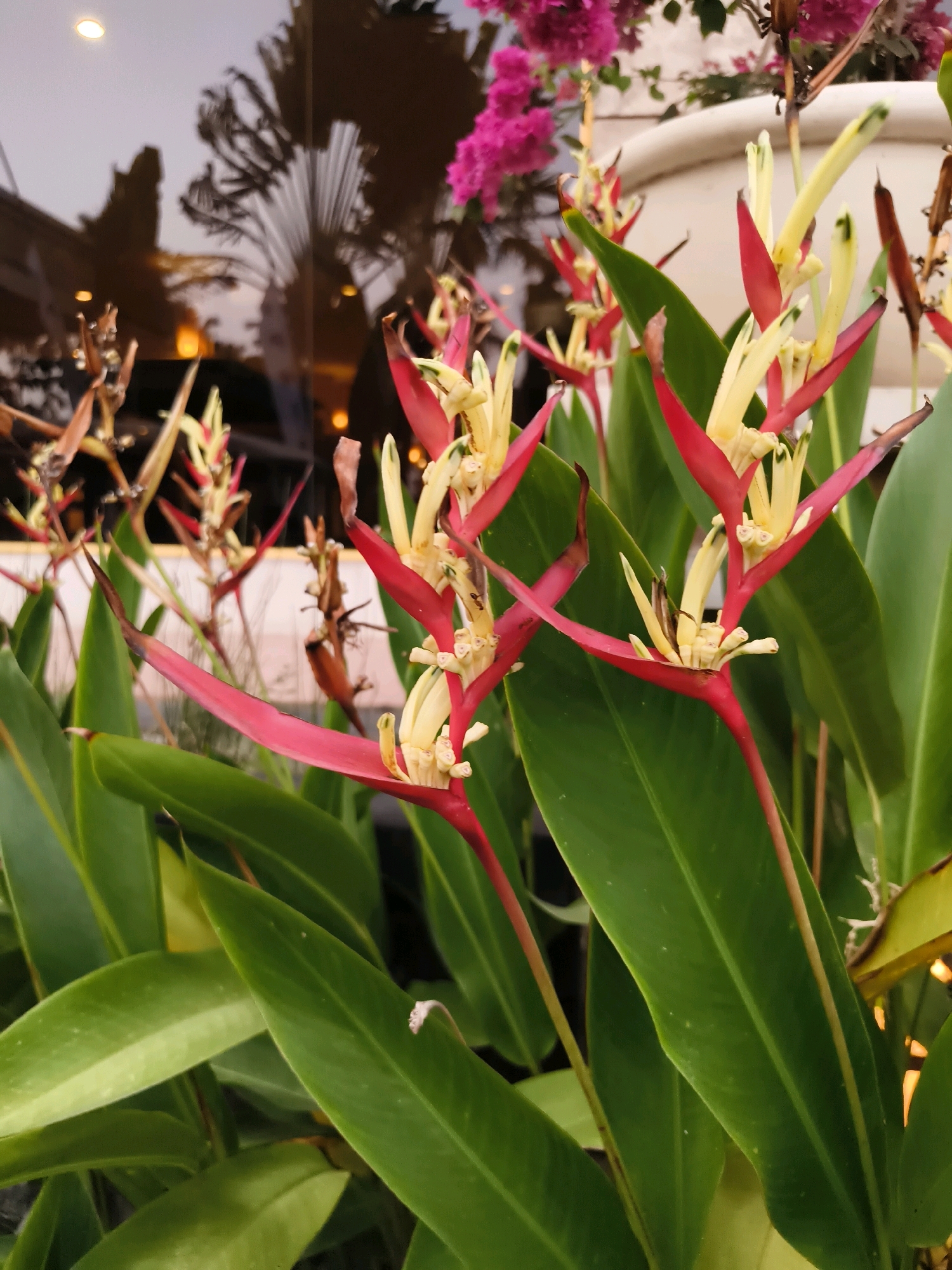 The image shows a close-up view of Heliconia flowers, also known as "lobster claws," with their vibrant red and yellow bracts and delicate yellow petals. The flowers are surrounded by lush green foliage. In the background, reflections of palm trees and a building are visible in a glass window, suggesting an outdoor setting, possibly a garden or a public space in Serang, Indonesia. The lighting suggests it might be late afternoon or early evening. There are no people or animals visible in the frame.