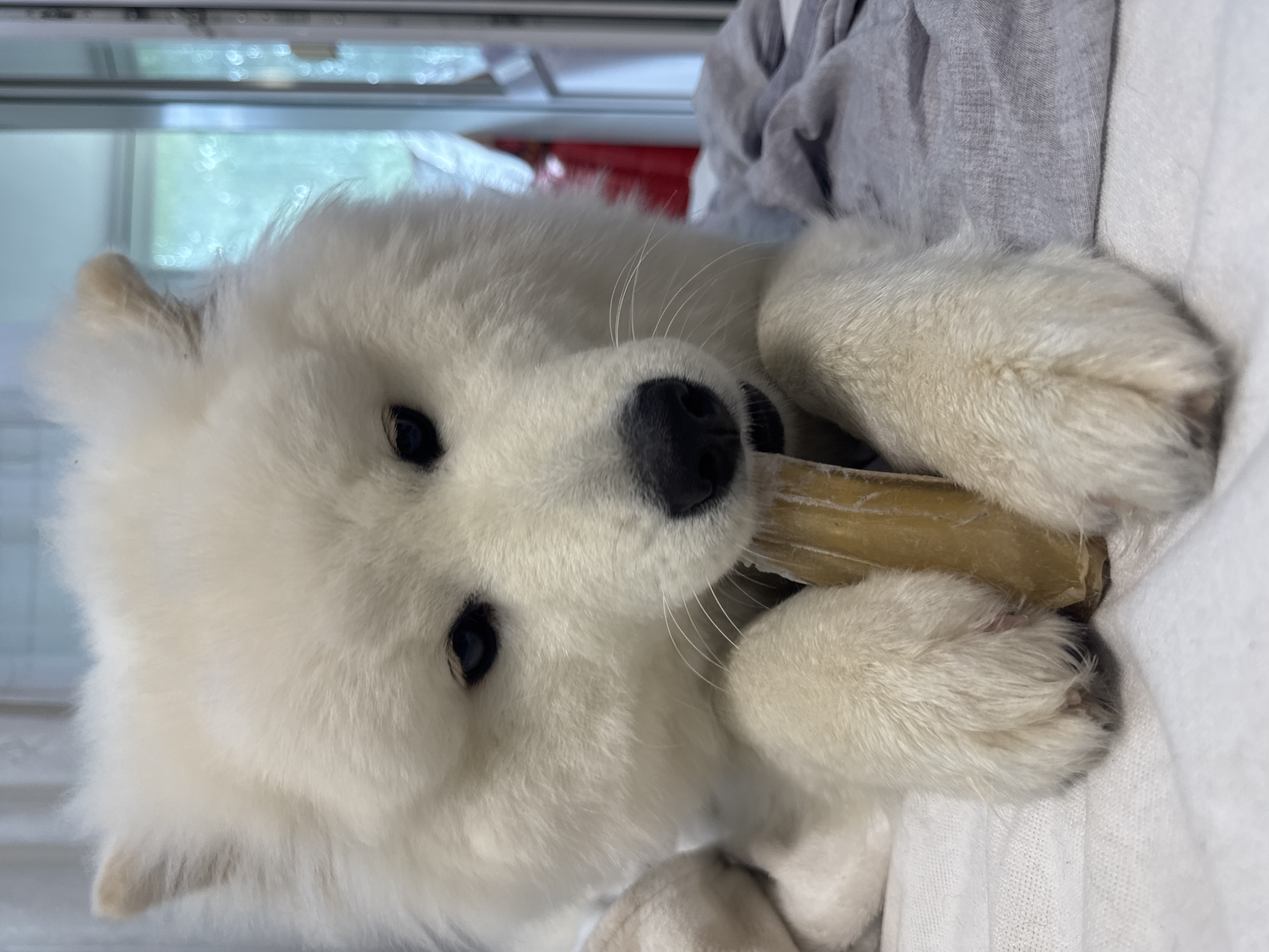 This image depicts a fluffy white Samoyed-type dog indoors, within what is identified as a residential setting in the city of Chaikovsky, Russia. The dog is positioned centrally in the frame, lying down on a white, textured fabric surface, likely a bed or blanket. Its head is slightly angled downward, and its gaze, characterized by dark, almond-shaped eyes, is fixed intently on a light brown, elongated chew item held firmly between its front paws and mouth. The chew appears to be made of a hard, organic material, possibly a bone or antler. The dog's fur is dense and predominantly white, with visible individual strands and some faint cream undertones, particularly around the paws. Its ears are erect and triangular, and its nose is black. To the immediate right of the dog, a crumpled mass of light grey fabric is present. The background on the right side features a blurred window or glass door, through which diffuse green foliage and circular bokeh light artifacts are visible, indicating an outdoor scene with natural light. A vertical light-colored frame is discernible within the window area, and further to the right, a blurred reddish object can be seen. The overall lighting is soft and even, suggesting either diffused daylight or indoor illumination.