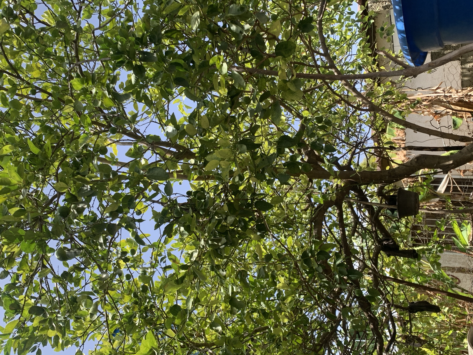 The image presents an upward view into the dense, vibrant green canopy of a tree against a clear, bright blue sky. Numerous branches, some gnarled and others slender, crisscross the frame, heavily laden with lush green leaves. Sunlight filters through the foliage, creating varied shades of green and highlighting the texture of the leaves.
Scattered among the leaves are small, spherical, green fruits, strongly suggesting the tree is a citrus variety, likely a lime or small orange tree. Towards the right side and in the background, elements of a built environment are visible. This includes a segment of a bright blue plastic barrel or container, a white or light-colored wall, and sections of a wire fence, possibly chicken wire. Some dried plant material or straw is also present in this area.
A closer look, particularly in the provided crop images, reveals two black and white birds perched on a branch in the mid-ground. These birds resemble magpies or similar species. Also, a dark-colored pot or planter is seen hanging from one of the branches near the birds.
The scene is set during the daytime under sunny conditions, as indicated by the clear blue sky and the bright illumination of the leaves. There is no visible human activity or text. The overall impression is one of a thriving natural environment in a backyard or garden setting, consistent with its location context of Santa Ana, Venezuela.