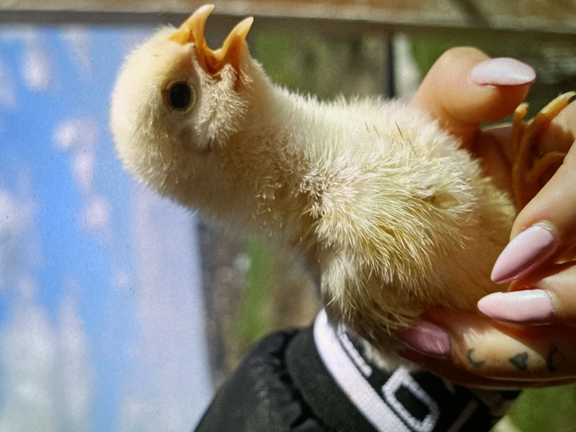 A brightly lit, close-up outdoor photograph captures a fluffy yellow chick being gently held in a person's hand. The chick, covered in soft yellow down, has its beak wide open as if chirping or calling, revealing the inside of its mouth, and displays a small, dark eye. Its tiny yellow-orange feet are curled up within the grasp.
The hand holding the chick has light-toned skin, with several fingers showing long, almond-shaped nails painted a pale pink. On the underside of the person's wrist/palm, subtle dark markings, possibly small tattoos, are visible, one resembling a crescent moon and another a small triangular or heart shape. The person's arm, partly visible in the lower right, is dressed in dark-colored clothing featuring a distinctive white stripe bordered by black, and other white block patterns.
The background features a bright blue sky with soft white clouds visible on the left side, indicating a clear, sunny daytime setting. Blurred hints of green foliage and what appears to be an outdoor structure can be seen to the right and behind the chick. The scene conveys a sense of tenderness and nature, located in Bankya, Bulgaria. No explicit legible text is visible.