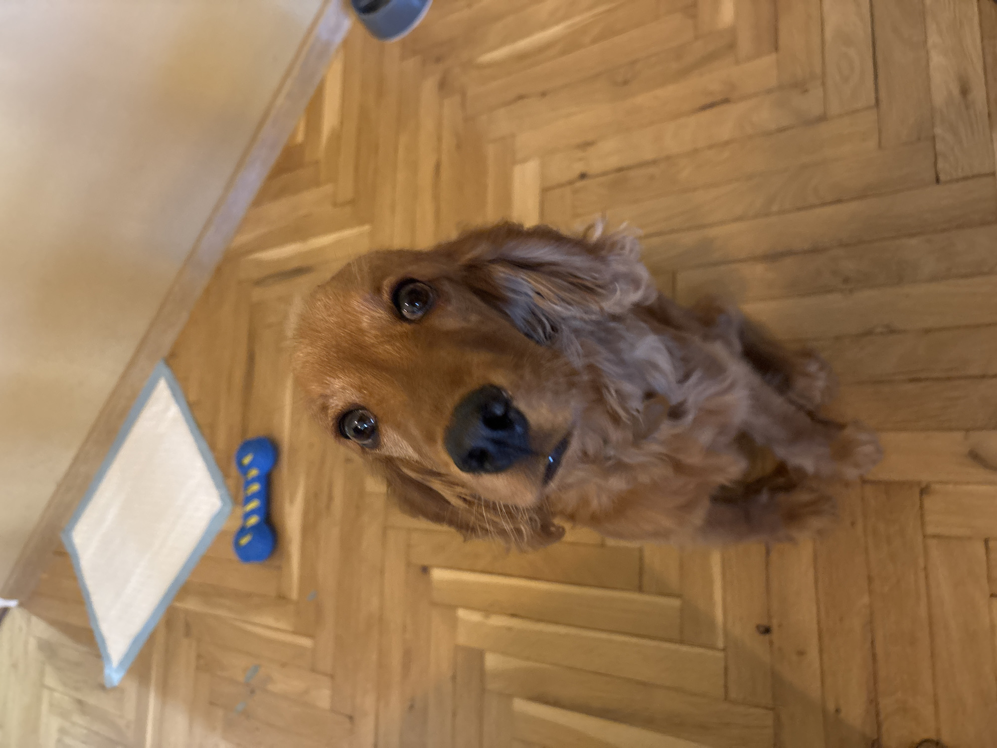 The image features a reddish-brown dog, likely a Cocker Spaniel or a similar breed, sitting on a wooden floor and looking directly up at the camera. The dog has dark, expressive eyes that reflect light, and its long, wavy fur and floppy ears are visible. Its expression appears curious and attentive.
The setting is an indoor space with a floor made of light-toned wooden planks arranged in a herringbone pattern. To the left of the dog, there's a small blue and yellow bone-shaped toy. Next to the toy, there is a white mat with a light blue outline, shaped like a diamond or rhombus. The perspective is from directly above, looking down at the dog. The lighting appears to be natural indoor light or bright artificial light. The scene takes place in Plovdiv, Bulgaria. There is no visible text in the image.