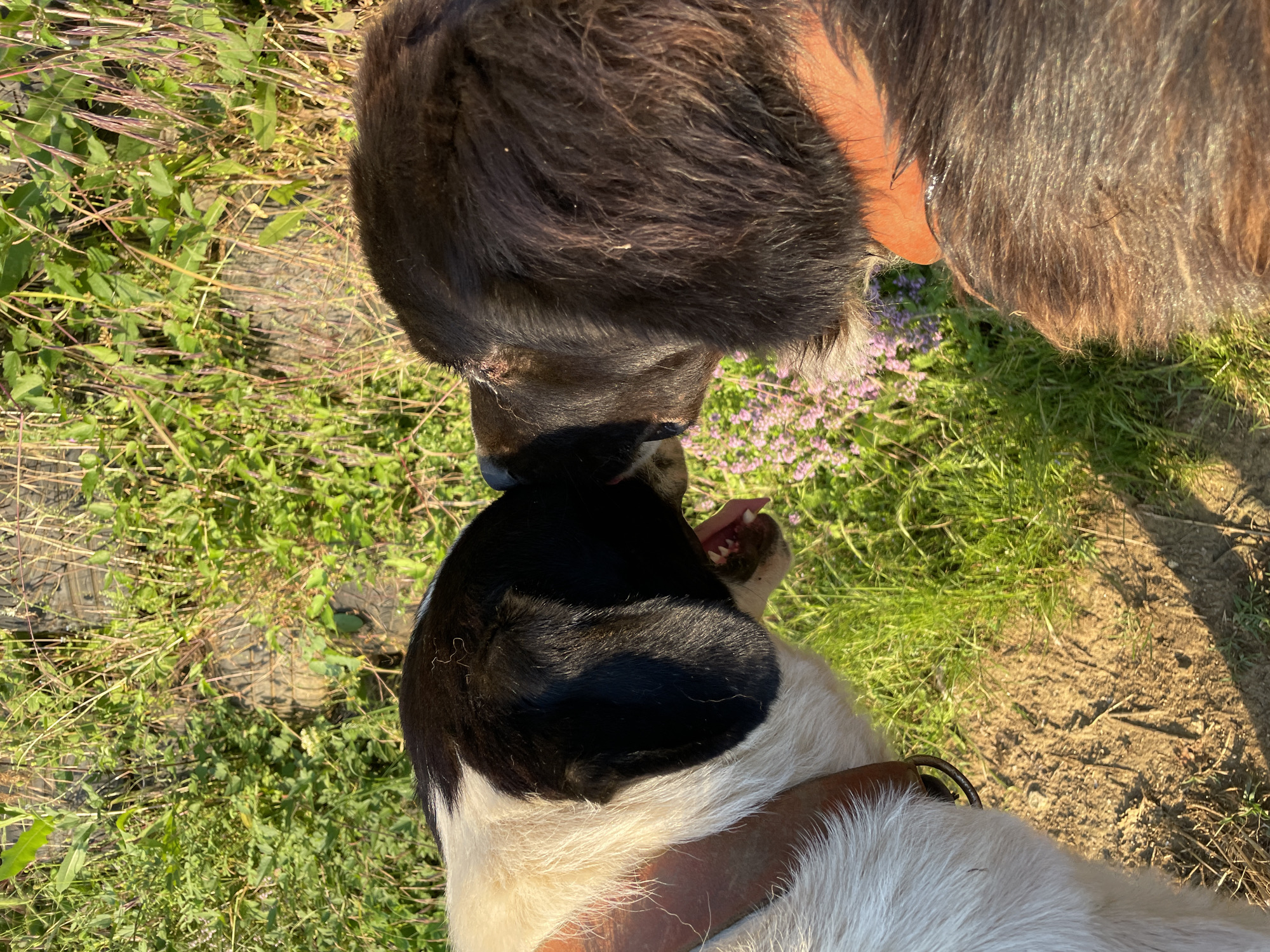 The image displays two dogs engaging in close proximity outdoors in Zlatograd, Bulgaria. The dog on the left is bicolored, predominantly white with large black patches covering its head and portions of its back. Its mouth is slightly agape, revealing teeth and a pink tongue. A brown leather collar is visible around its neck. The dog on the right features dark brown, shaggy fur and wears a reddish-brown collar. Both animals are positioned head-to-head, with their muzzles nearly touching. The background consists of lush green grass, various green weeds, and a scattering of small purple flowers. A sunlit patch of bare soil is visible in the lower left foreground. Strong natural light, originating from the upper right, illuminates the scene and casts subtle shadows.