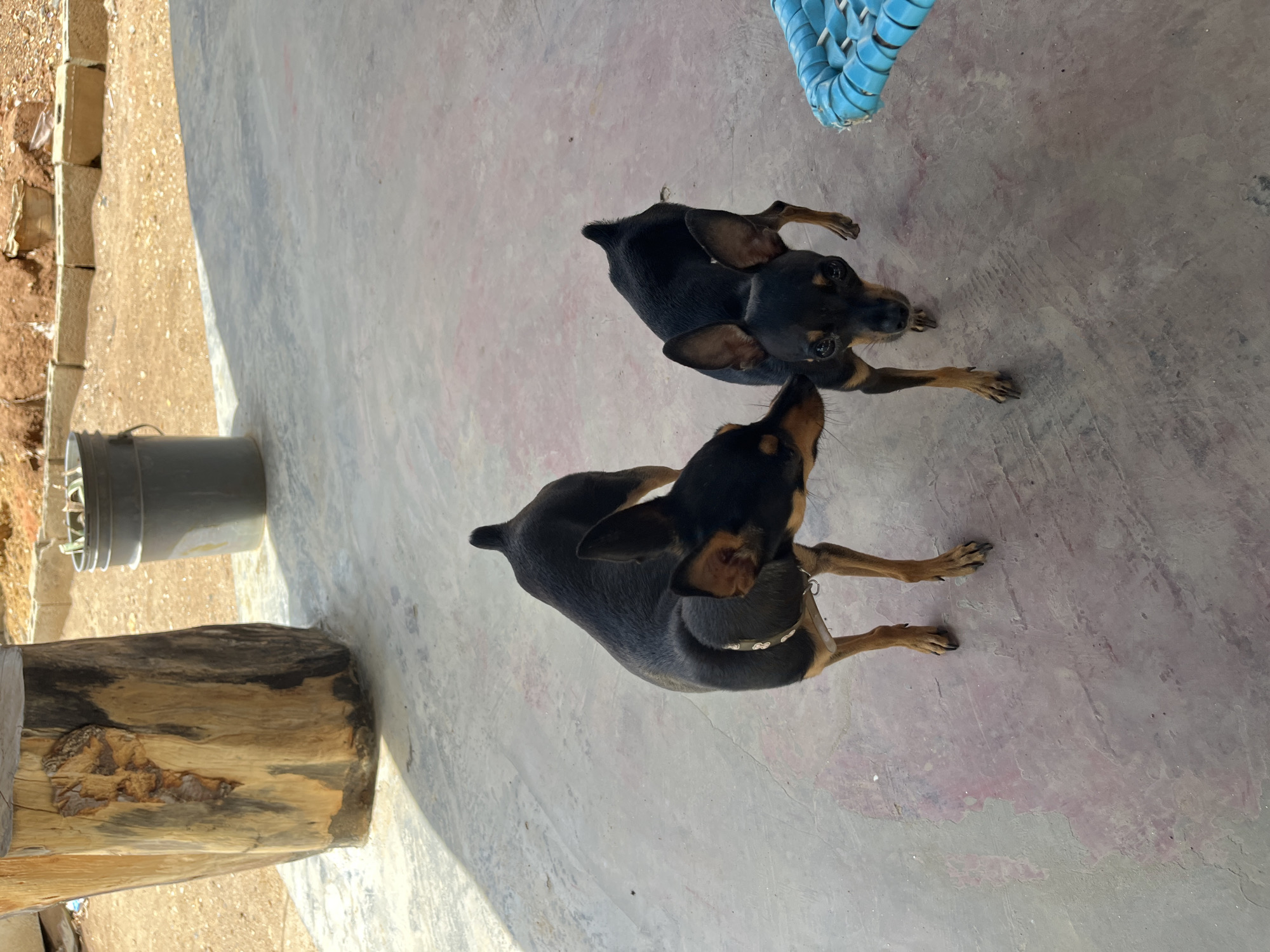 Two miniature pinscher dogs stand on a concrete patio in a rustic outdoor setting. One dog, positioned on the left, leans towards the other, its nose touching the second dog's head, suggesting an interaction of sniffing or grooming. Both dogs are primarily black with tan markings on their faces, legs, and chests. The dog on the left wears a decorative collar. The patio's concrete surface shows some discoloration and wear. In the background, a large, rough-hewn wooden post stands to the left, and a gray bucket with some greenery inside is visible to the right of the post. Further back, a low wall constructed of concrete blocks separates the patio from a dirt area with more construction materials. A bright blue woven object, possibly part of a chair or mat, is partially visible in the lower right corner of the image. The scene suggests a simple, possibly rural or semi-developed, environment in Juan Griego, Venezuela, where the dogs are interacting in an open area.
