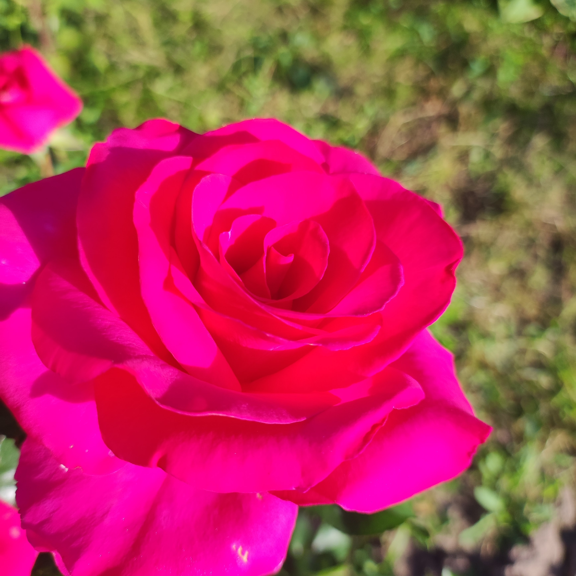 A close-up, eye-level shot features a vibrant, fuchsia-colored rose in full bloom. The rose is the dominant subject, filling most of the frame with its velvety petals unfurling in a spiral pattern towards the center. The lighting suggests it is daytime, with soft sunlight illuminating the flower, casting gentle shadows that highlight the texture and depth of the petals.
In the background, out of focus, is a blurry expanse of green grass interspersed with darker soil. To the left, partially visible and also out of focus, is another rose or pink flower, suggesting a garden setting. The overall impression is one of natural beauty and serenity, characteristic of a sunny day in a garden. No people, text, or specific event are visible. The location context of Navoloki, Russia, implies an outdoor, potentially rural or suburban, environment where such flowers might be cultivated.