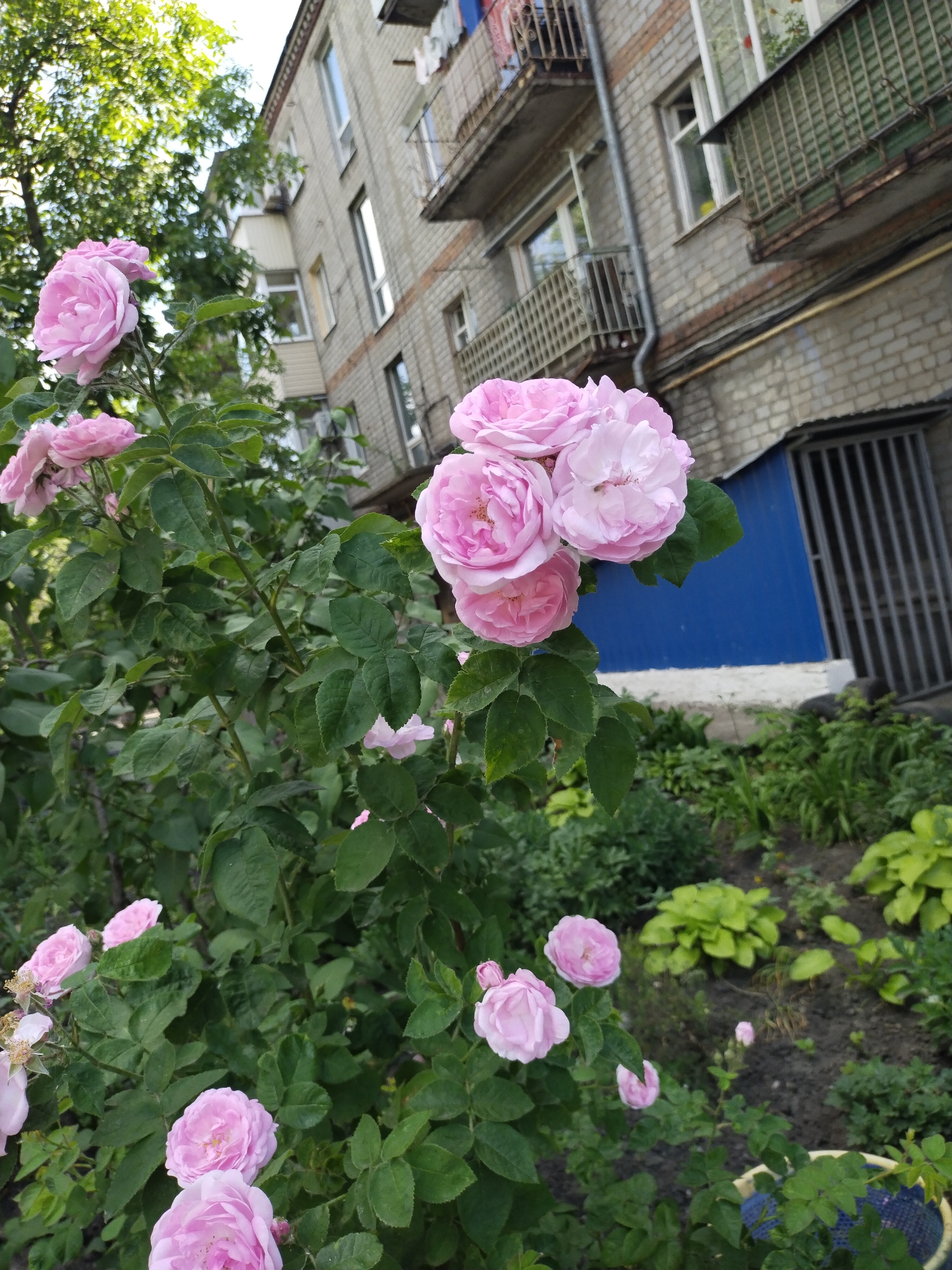 This image depicts a cluster of blooming pink roses in the foreground, with a weathered, multi-story brick apartment building in the background. The building features multiple balconies with rusty railings and visible laundry hanging out to dry. A blue-painted structure with a barred window is visible at the base of the building. Lush green foliage and other plants surround the rose bush, suggesting a garden or park setting within the city of Horishni Plavni, Ukraine. The lighting suggests it is daytime.