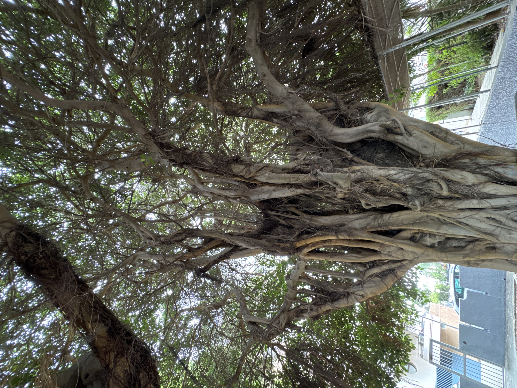 The image shows a low-angle view of the trunk and branches of a large, mature banyan tree with aerial roots. The tree's canopy fills most of the frame, with sunlight filtering through the leaves. In the background, there is a glimpse of a residential building, a parked car, and a covered walkway with metal supports. The scene appears to be located outdoors, possibly in a park or garden area within the city of Calp, Spain.