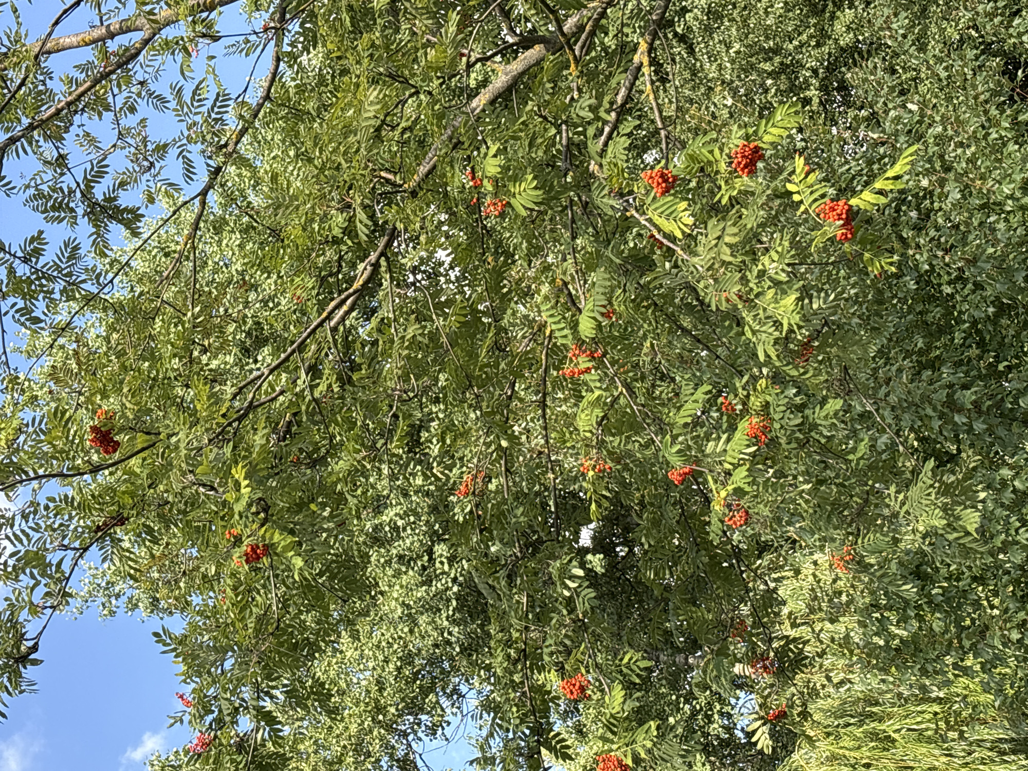 A medium shot captures a cluster of bright red berries on a rowan tree against a backdrop of lush green foliage and a clear blue sky. The berries are arranged in tight bunches, with individual berries appearing plump and round. The leaves of the rowan tree are compound, with multiple leaflets stemming from a central rib. The surrounding trees are densely packed, creating a textured wall of green. Sunlight filters through the leaves, casting dappled shadows and highlighting the vibrant colors of the scene. The image appears to have been taken outdoors in a natural setting.