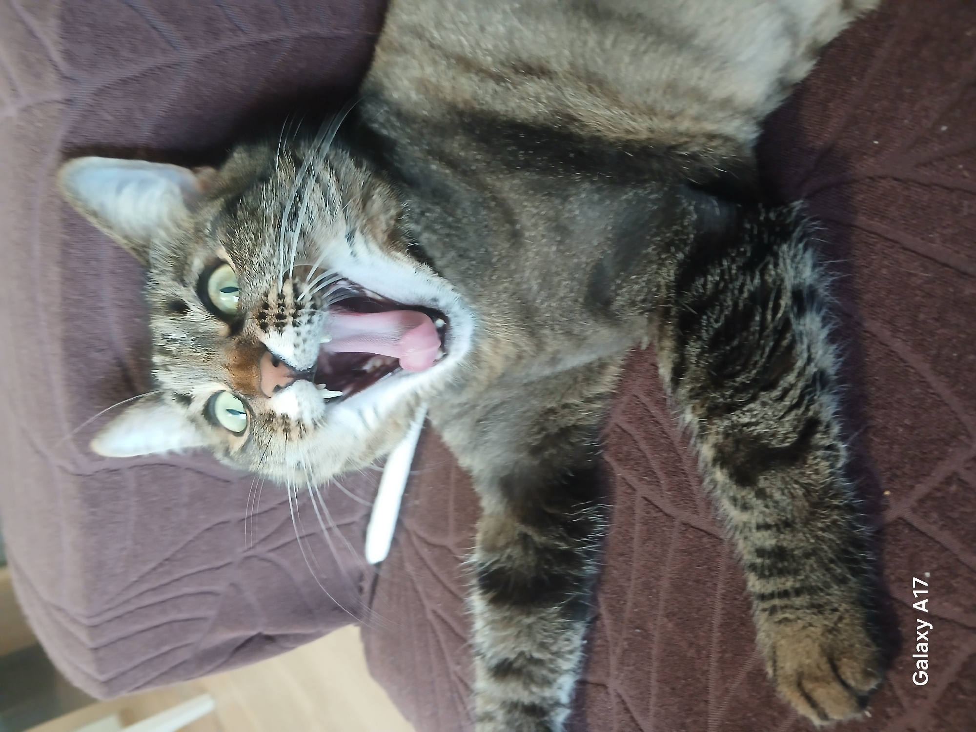 A tabby cat lies on its back on a brown textured surface, possibly a blanket or cushion. The cat is yawning, exposing its pink tongue and teeth. The cat's fur is a mix of brown, gray, and black stripes. The background is blurred, but what looks like part of a wooden floor is visible. The text "Galaxy A17" is visible in the lower right corner. The location in the city of Yekaterinburg, Russia is not possible to determine from this image.