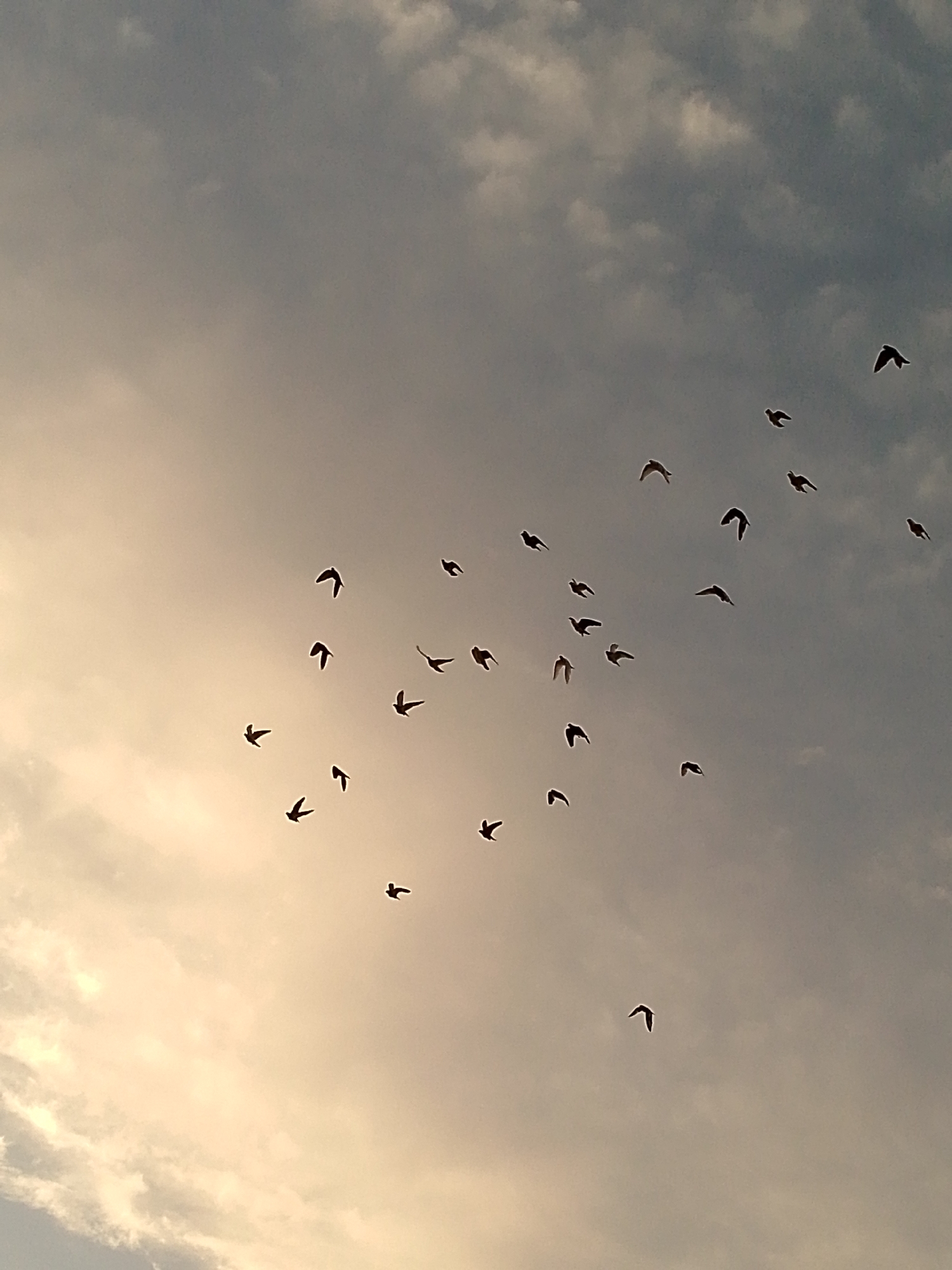 The media file displays a flock of birds in flight against a cloudy sky. The birds are silhouetted against the brighter clouds, making it difficult to discern individual species or detailed features. Their shapes suggest they are medium-sized birds, possibly pigeons or swallows, in various stages of flight. The sky is a mix of soft grays and whites, with some areas of muted yellow or orange light, indicating either sunrise or sunset. The lighting suggests it is either early morning or late evening. The clouds are scattered, with some appearing dense and others more wispy, creating a dynamic backdrop for the birds. The overall impression is one of natural beauty and freedom as the birds navigate the open sky. There is no visible text in the image, and the location is unknown.