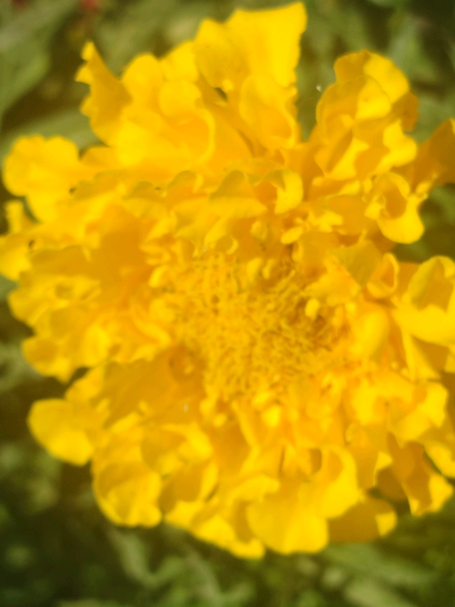The image displays a close-up, slightly blurred view of a vibrant yellow flower, likely a marigold, with soft green foliage in the background. The petals are layered and textured, creating a sense of depth and fullness. The lighting suggests an outdoor setting, possibly during the daytime. The image does not contain any discernable landmarks or elements that would allow for identification of a specific location within Tashkent, Uzbekistan.