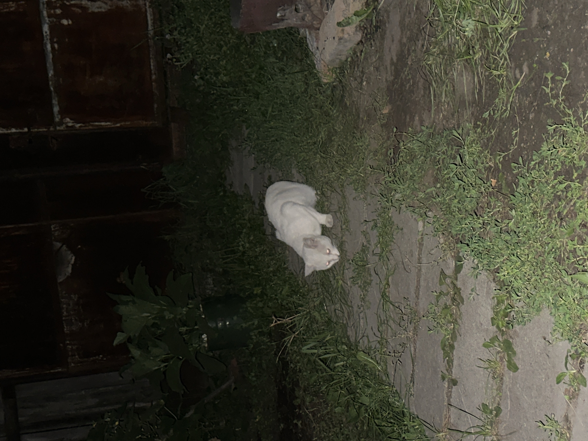 A white cat with glowing red eyes is walking on a paved path at night. The cat is in the center of the frame, facing towards the lower left. The path is surrounded by overgrown grass and weeds. In the background, there is a dark, weathered structure that appears to be made of metal, possibly a fence or a shed. To the left, there is some foliage, including a plant in a dark pot. The overall environment suggests an outdoor, possibly unkempt, area. There are no people visible in the image. The scene is dimly lit, with the cat's eyes being the most prominent source of light, other than ambient light reflecting off the path. The location is identified as Biysk, Russia.