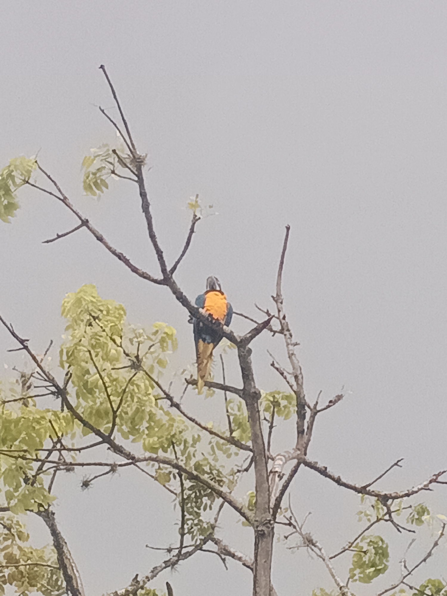The image displays a large bird, likely a macaw or parrot, perched on a tree branch against a light gray, overcast sky. The bird is viewed from behind, showcasing vibrant coloration with blue or grayish-blue feathers on its back and wings, and bright orange or yellow plumage on its underside and tail. Its head appears darker, possibly gray.
The tree features numerous bare, brown branches, with sparse clusters of light green leaves emerging on some sections. The leaves suggest new growth or a specific season. The sky is uniformly light gray, indicating an overcast or cloudy day, without direct sunlight or strong shadows.
The primary activity is the bird resting or observing from its perch. There are no other subjects, objects, or discernible events taking place. The scene suggests an outdoor natural environment. No text is visible in the image.