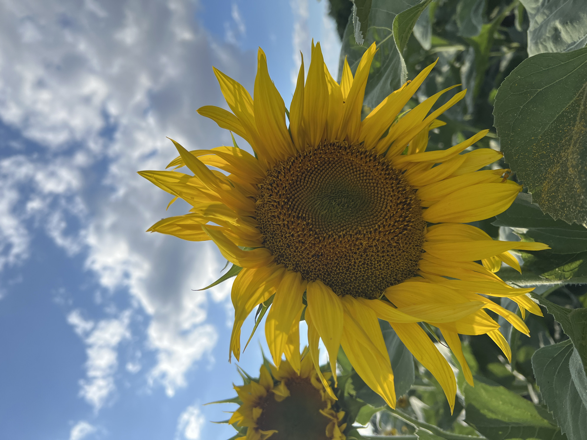 A close-up shot of a sunflower in a field under a partly cloudy sky. The sunflower's bright yellow petals are vibrant, with the darker center filled with seeds. The leaves of the sunflower are large and green, with some visible texture and a scattering of yellow pollen on one of the leaves. Another sunflower, slightly out of focus, is visible in the lower portion of the frame. The sky is a bright blue with scattered white clouds. The lighting suggests it is daytime, likely late morning or afternoon. The scene appears to be an outdoor agricultural setting, possibly a sunflower farm, in Újezd u Brna, Czechia. There is no visible text in the image.