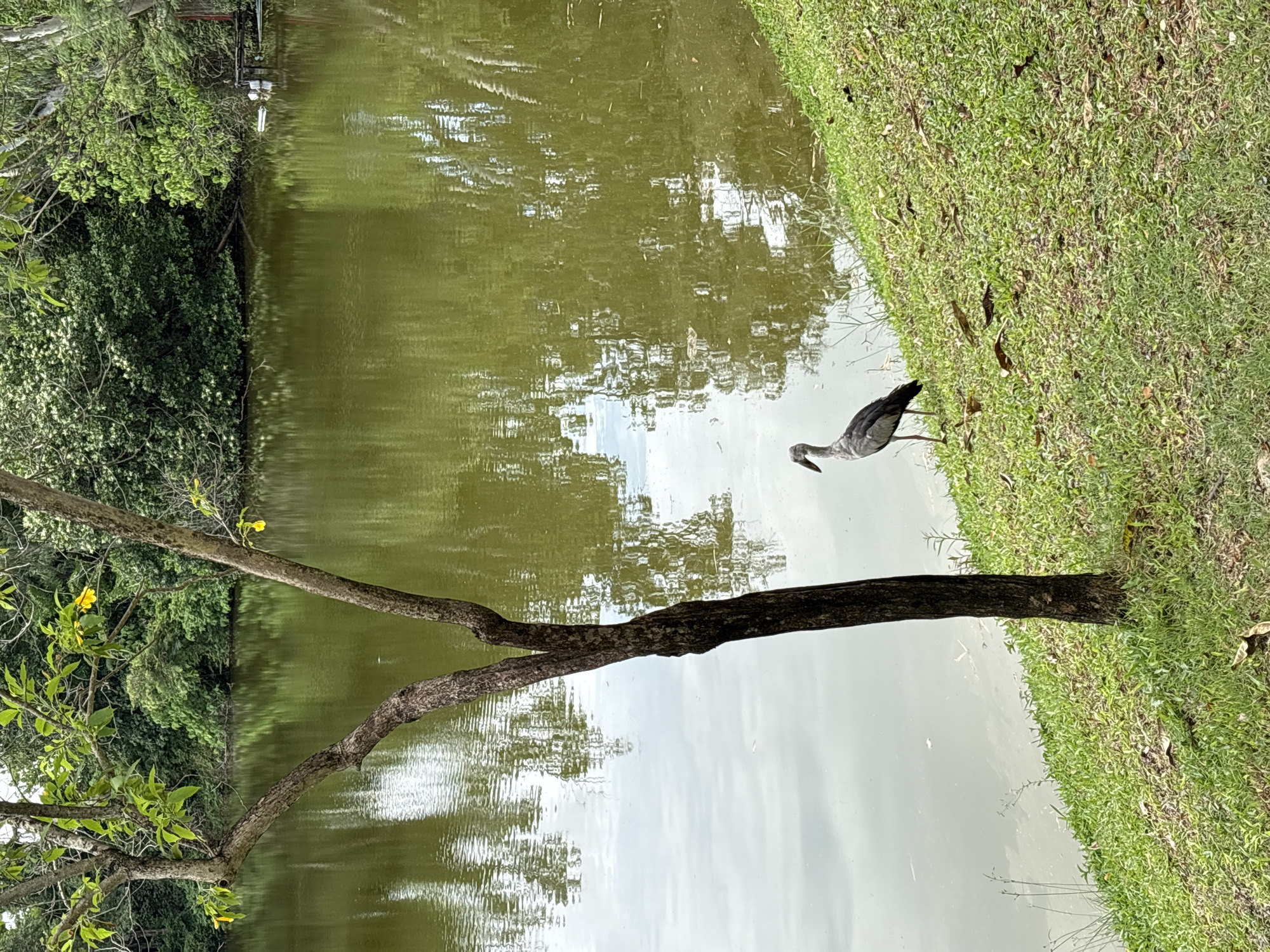 An Asian Openbill stork stands on a grassy bank beside a murky pond in a park in Choeng Thale, Thailand. The stork is facing left, with its long, curved beak partially closed. The pond water reflects the green trees and the overcast sky. A thin, bare tree trunk is positioned in the foreground, slightly to the left of the stork. The grass on the bank is green and dotted with fallen leaves. In the background, dense green foliage lines the far bank of the pond.