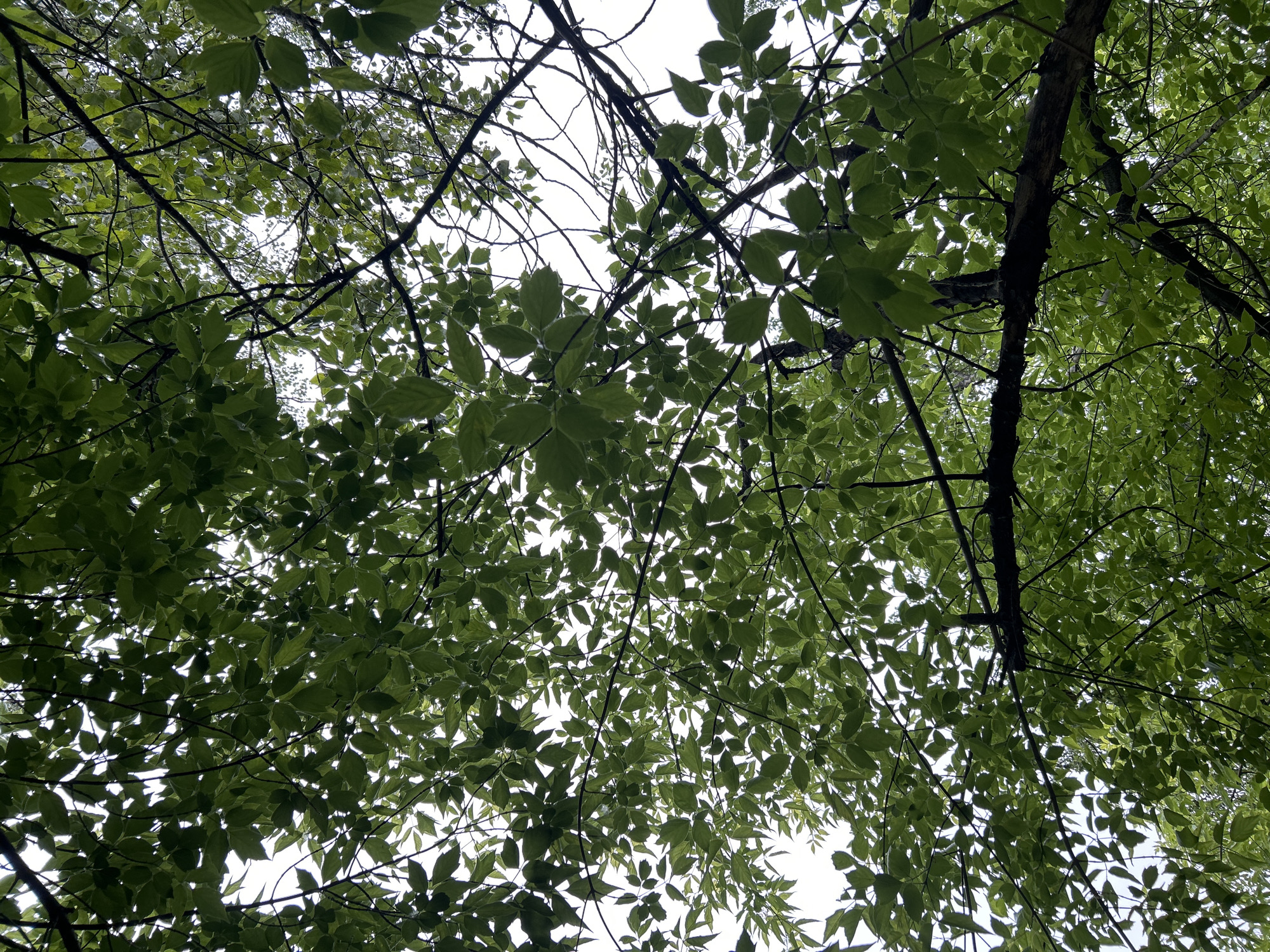 This is a low-angle shot looking up through the dense green foliage and dark branches of a tree, likely taken outdoors in Angarsk, Russia. The leaves are illuminated from behind by a bright, overcast sky, creating a dappled effect with some areas of shadow and bright highlights. The branches are varied in thickness and form a complex network against the sky. The scene is entirely natural, with no visible man-made structures or human presence.