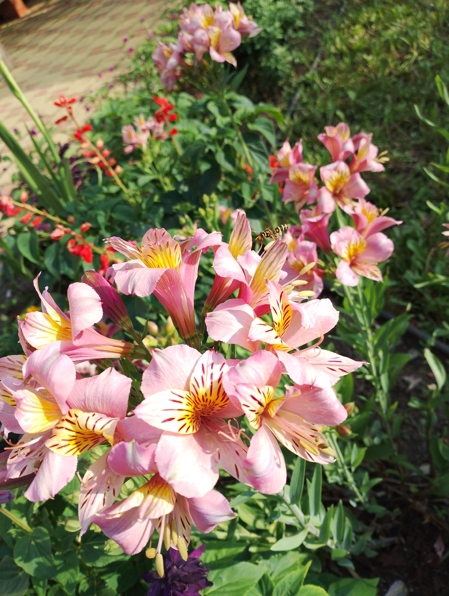 In the city of Dinskaya, Russia, a close-up, high-angle shot captures a cluster of pink alstroemeria flowers in bloom, set against a backdrop of lush green foliage. The flowers, with their delicate, elongated petals and striking yellow and red markings, are the primary focus. One prominent flower in the foreground displays visible pistils and stamens.
A small, striped insect, possibly a bee or wasp, is captured in mid-flight near the upper-right portion of the cluster. The insect appears to be interacting with one of the flowers. In the background, red tubular flowers and other pink alstroemeria are visible, suggesting a garden setting. The ground is partially covered by a paved surface with a reddish-brown hue, and some green grass is visible. The scene is illuminated by natural daylight, casting soft shadows on the petals and leaves. The overall impression is one of a vibrant, natural setting, possibly a well-maintained garden.