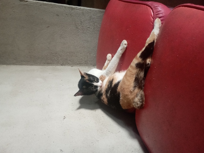 A calico cat, featuring a striking mix of white, black, and orange-brown fur patches, is captured in a highly relaxed and stretched pose. The cat lies on its side on a light grey concrete floor, with its head turned to the left side of the frame, eyes seemingly open and looking towards that direction. Its hind legs are extended dramatically upwards and rest against a large, vibrant red, possibly leather or faux leather, cushion or sofa arm that occupies the right portion of the image. One front paw is also slightly extended upwards.
The concrete floor shows a subtle texture, while the background features a plain light grey concrete wall or steps, providing a minimalist backdrop. The lighting is soft and even, suggesting natural daylight, with no harsh shadows. The overall impression is one of comfort and repose, with the cat appearing content and at ease in its environment. No text is visible in the image. This scene takes place in Pubian, Indonesia.