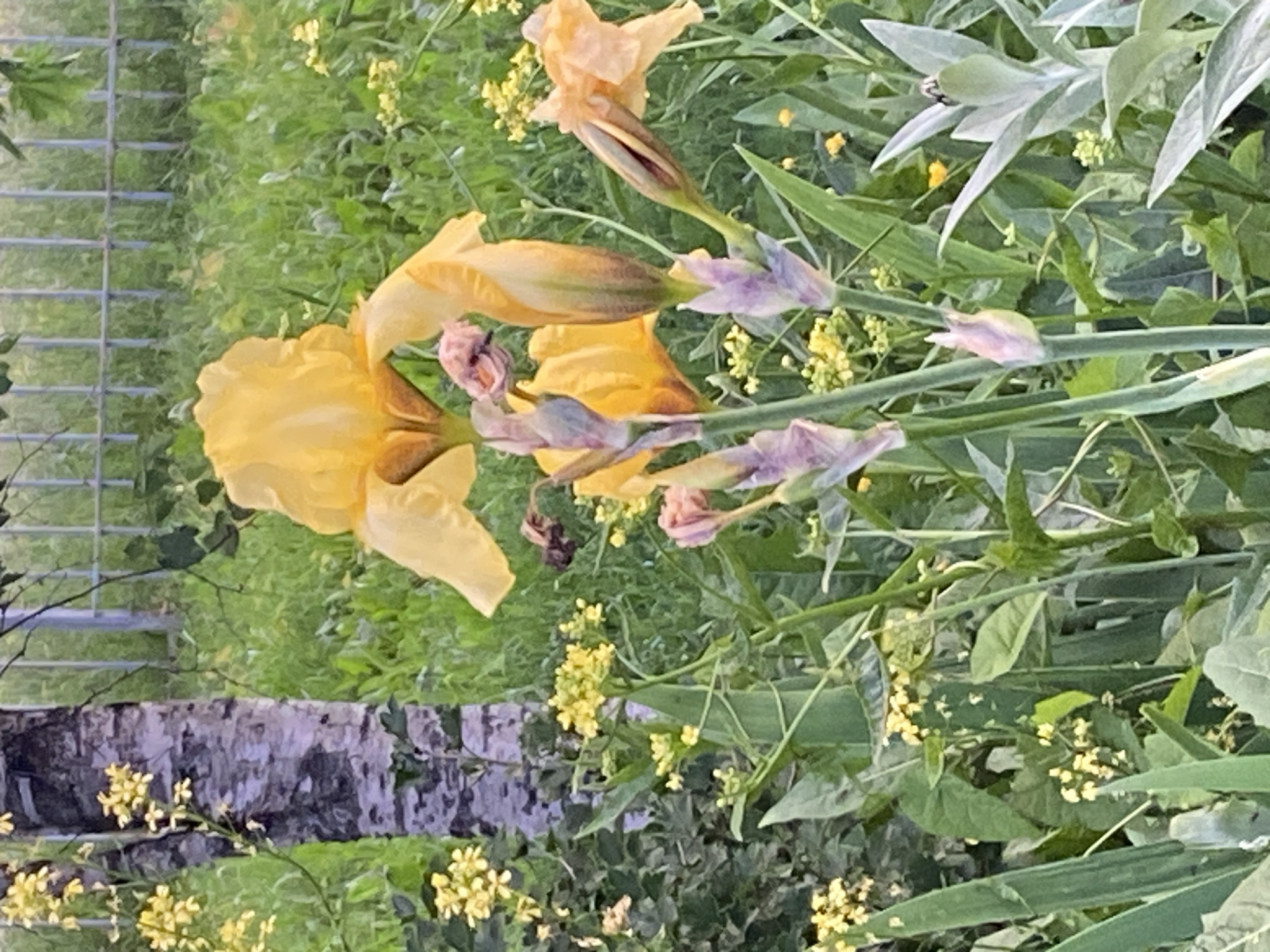 The image depicts a close-up view of a garden with several yellow iris flowers in bloom, as well as smaller yellow wildflowers and green foliage. A birch tree trunk is visible on the left side of the frame, and a metal fence can be seen in the background. The scene is set in the village of Bol'shoe Zaborod'e, Russia. There are no people or animals visible in the image. The focus is on the natural elements of the garden.
