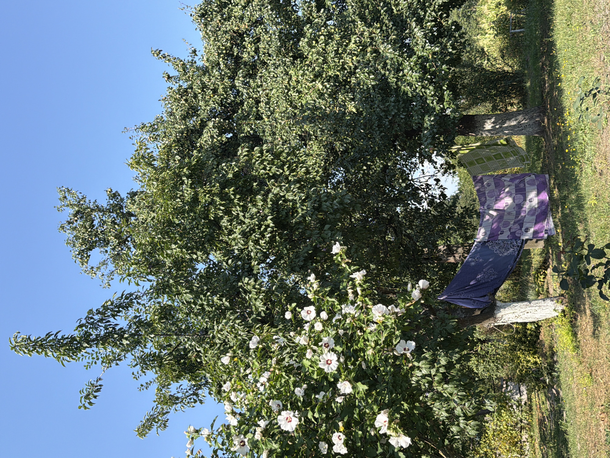 In Mali Kosharyshcha, Ukraine, a vibrant outdoor scene unfolds beneath a clear blue sky. The foreground features a grassy yard with scattered yellow wildflowers and a young rose bush. Two trees dominate the midground: a flowering tree with abundant white blossoms on the left, and a leafy green tree on the right. Hanging between these trees is laundry, including a purple and white patterned cloth and a green checkered cloth, suspended as if drying. The trees are supported by rustic white-painted bases, and the trunks appear rough and textured. Beyond the trees, a dense green bush line forms the background, with hints of a cultivated field further in the distance. The overall impression is one of a tranquil, rural setting, likely a backyard in a village.