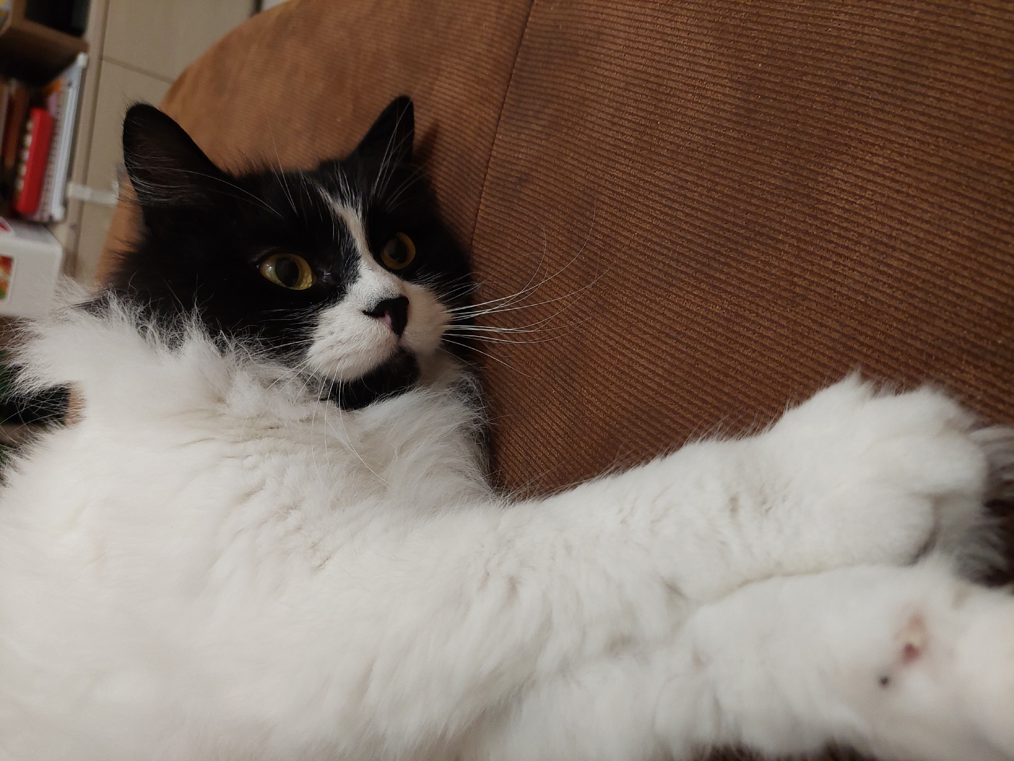 A black and white cat is lying on a brown couch. The cat has yellow eyes and long white whiskers. The cat's paws are crossed in front of it. There are books visible in the background. The location is not discernible from the image.