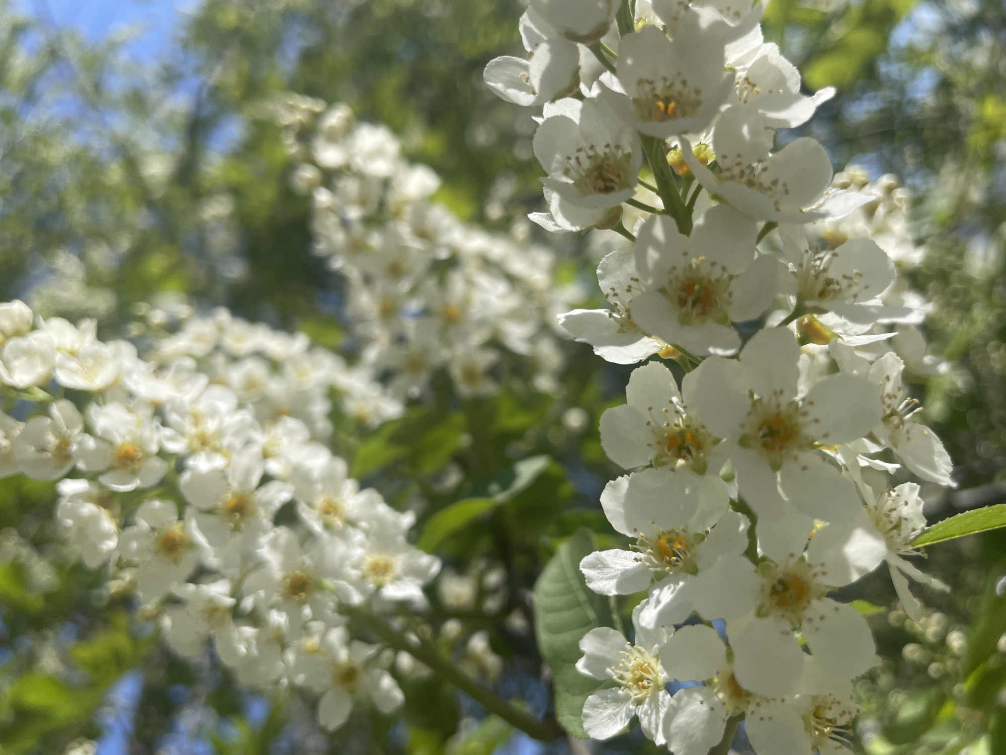 The image shows a close-up of white flowers blooming on branches. Green leaves are visible amongst the flowers and blue sky is visible in the upper left. The photo appears to have been taken outdoors in a natural setting on a sunny day. The location is unspecified, but the prompt asks about Krasnoyarsk, Russia, therefore it is implied this image was taken in Krasnoyarsk.