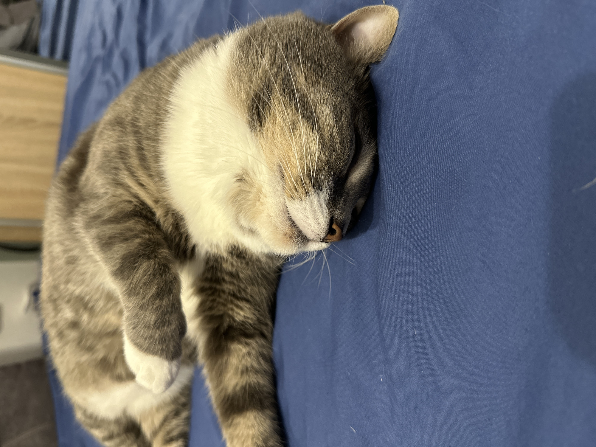 A grey and white tabby cat is sleeping on a dark blue surface. The cat is curled on its side with its head tucked in. Its eyes are closed and its nose is visible. The cat's fur is short and striped with darker grey markings on its body and tail. Its paws are white. The surface it is sleeping on appears to be a bed or couch with a blue fabric. The background is out of focus and appears to be a wall or furniture. The lighting is soft and natural, suggesting it is daytime. The image is taken from a slightly elevated angle, looking down at the cat.