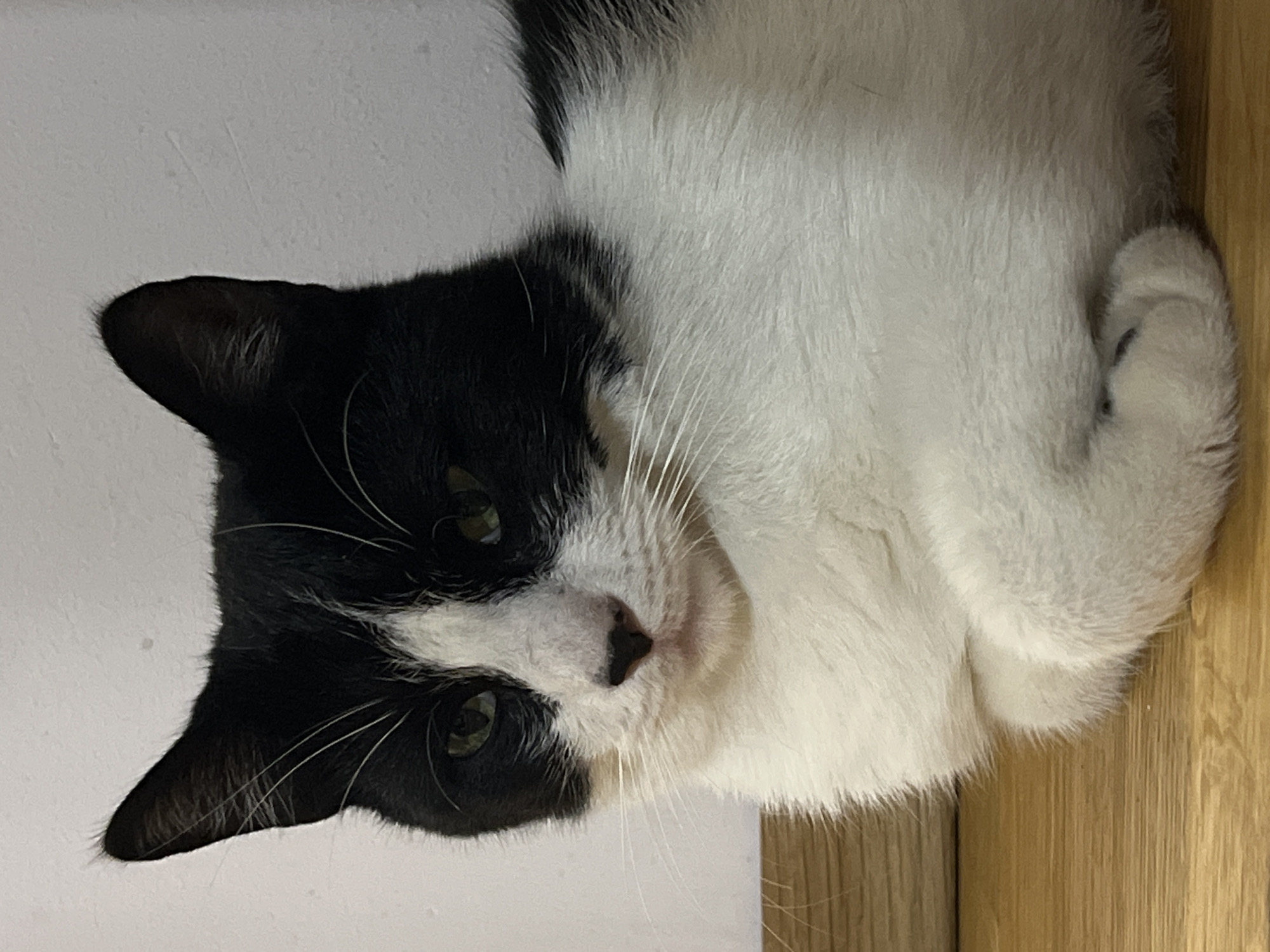 This is a close-up, eye-level portrait of a black and white cat lying on a wooden surface, likely a floor or a piece of furniture. The cat is positioned in the center of the frame, facing the viewer. Its fur is predominantly white on its chest and front paws, with distinct black markings on its head, covering its ears, eyes, and back. The cat's eyes are green and appear alert. Its paws are tucked neatly beneath its chest, with only the white furred tops visible. The background consists of a plain, light-colored wall, with a hint of a wooden trim or baseboard visible at the bottom left of the image. The lighting suggests an indoor environment, possibly a home. There is no indication of the city of Smolenskaya, Russia, or any other specific location within the image itself.