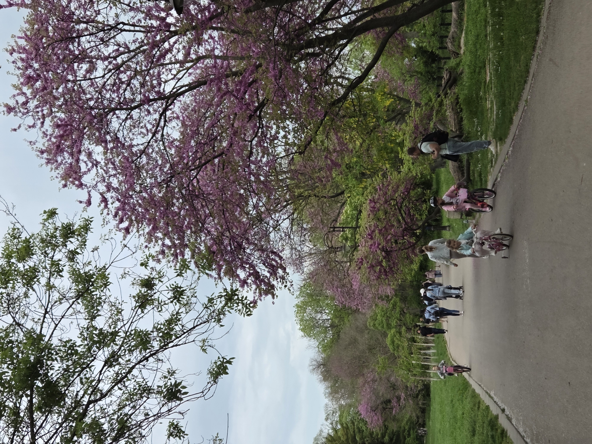The image shows a pathway in a park, likely in Varna, Bulgaria, as indicated by the presence of Eastern Redbud trees. A group of people are walking along the path, including a child riding a pink bicycle and another child with a caregiver walking nearby. A person in a black shirt and jeans stands on the side of the path. The trees lining the path are in bloom with purple flowers. Green grass borders the path. The sky is partly cloudy.