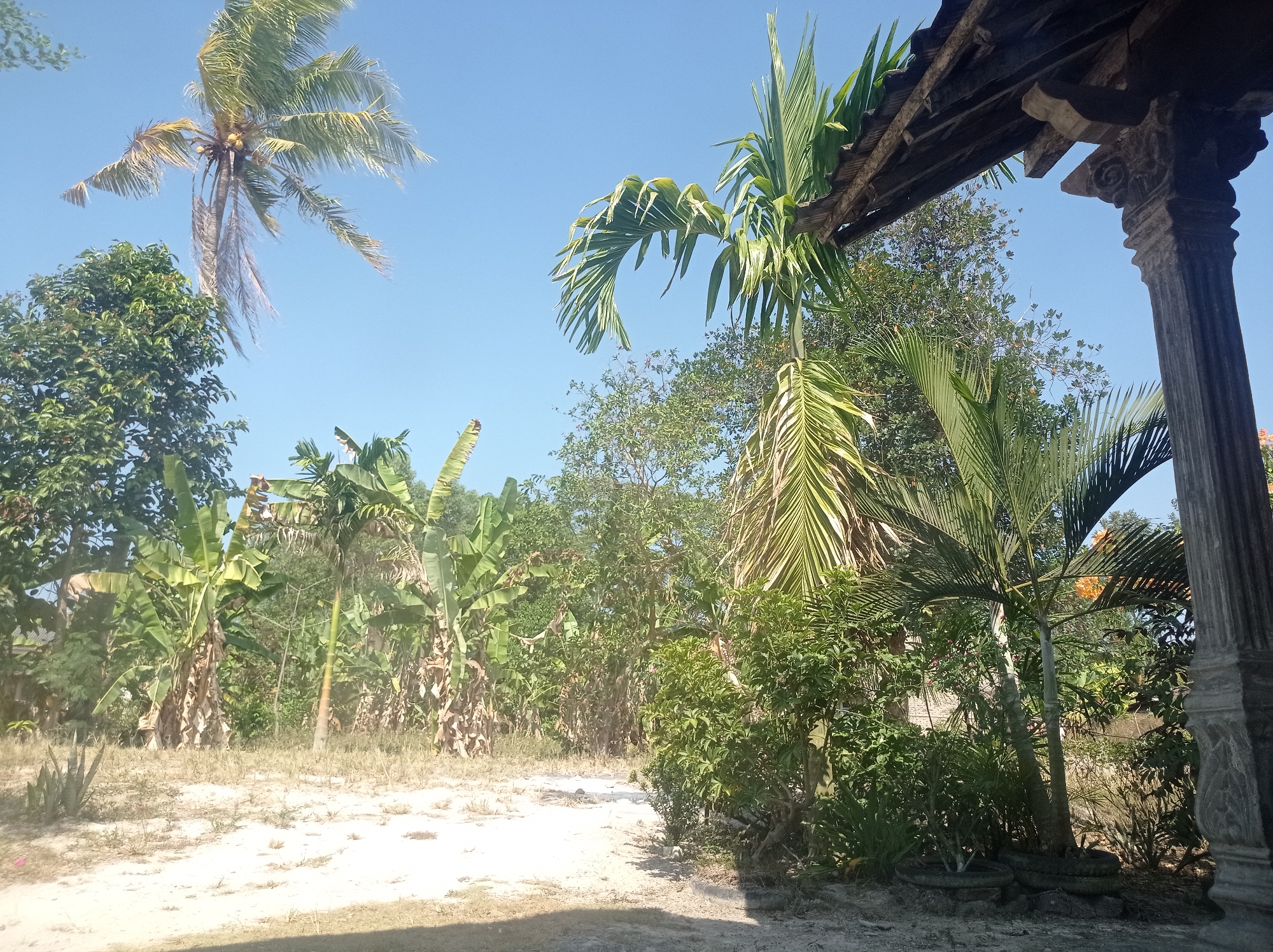 This image depicts a natural outdoor scene in Sumbernadi, Indonesia. The foreground is a dirt path with some dry grass and a few scattered green plants, including what appears to be an aloe vera plant on the left. Dominating the mid-ground and background are various types of vegetation, including several banana trees with their distinctive large leaves and thick stalks, as well as other leafy trees and palm trees. In the upper left quadrant, a mature coconut palm tree with coconuts is visible against a clear blue sky. To the right, the edge of a wooden structure, possibly a roof or shelter supported by a carved stone pillar, is in the frame, suggesting a residential or cultural setting. The overall impression is of a tropical environment with abundant plant life under a bright, clear sky. There are no people or animals visible in the image.