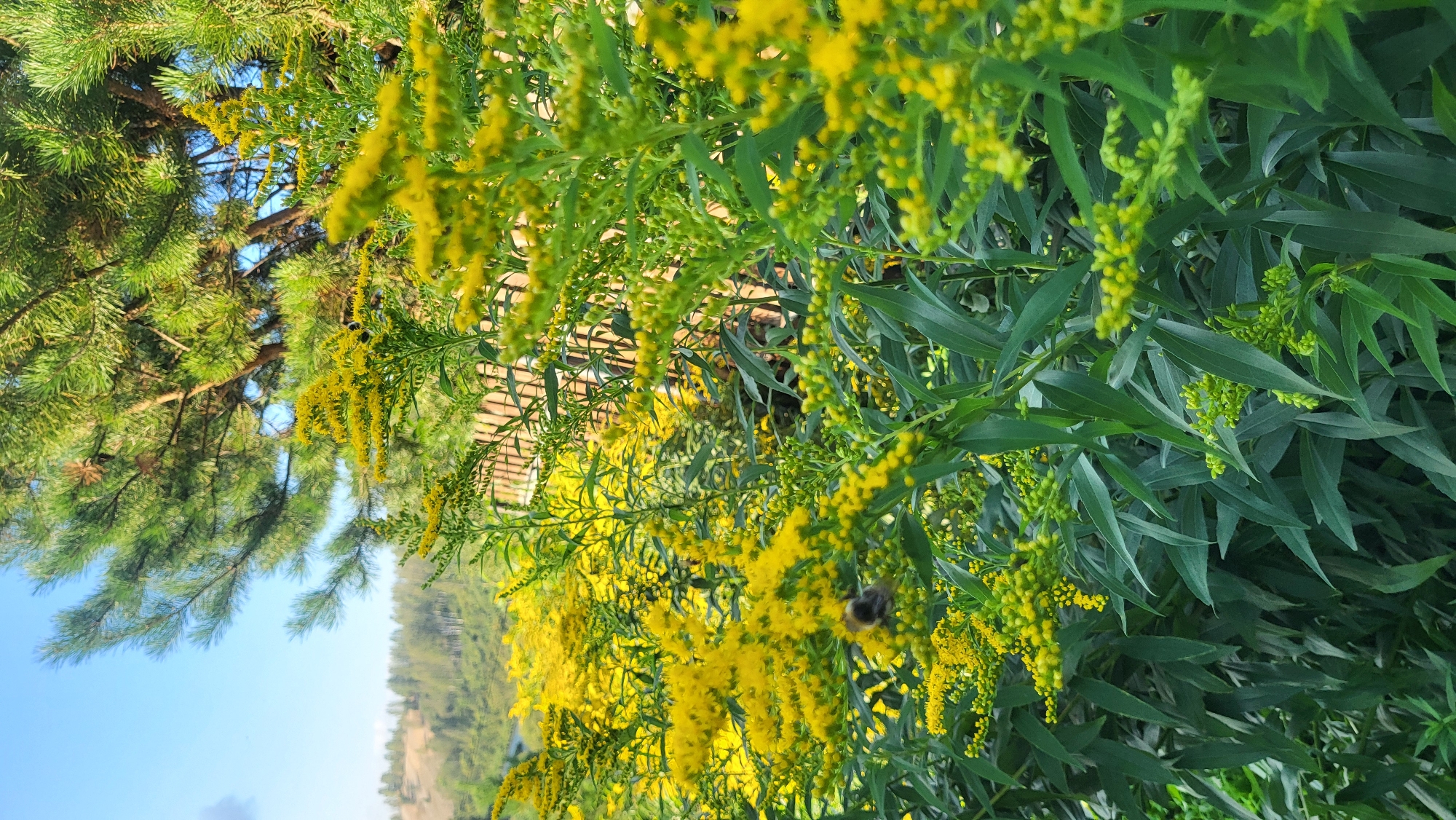The image depicts a dense cluster of goldenrod flowers in full bloom, their vibrant yellow blossoms creating a striking contrast against the lush green foliage. A bumblebee, its body fuzzy and black and yellow, is captured in mid-flight, likely seeking nectar from the abundant flowers. In the background, a mature pine tree stands tall, its needles casting dappled shadows. Further in the distance, a gentle slope covered with trees and some lighter-colored terrain is visible under a clear blue sky. A hint of a wooden fence can be seen peeking through the goldenrod. The overall scene suggests a natural, outdoor environment, possibly a meadow or a garden edge.