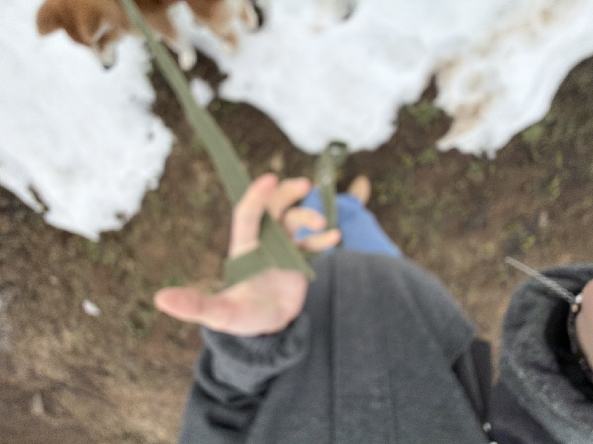 The image shows a first-person view of a person holding a green dog leash with at least two dogs visible in the upper portion of the frame. The ground is a mix of dirt and patches of snow. The person is wearing a gray sweatshirt and blue pants. The location is identified as the city of Chaikovsky, Russia.