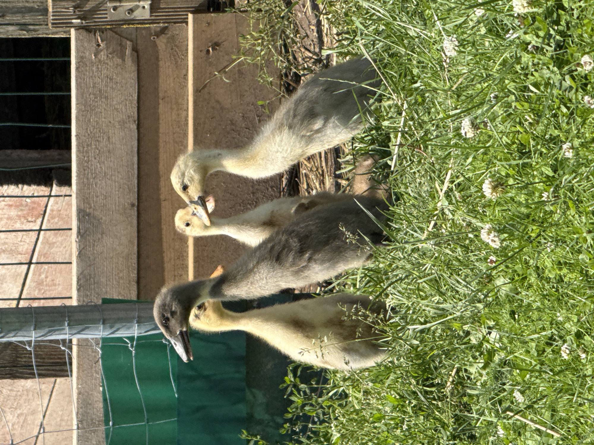 The image shows a group of four ducklings in a grassy area with some clover flowers. The ducklings are of varying colors, with two appearing to be a light yellow or cream color, and the other two a darker gray or brown. One gray duckling is in the foreground, facing to the right, with its head turned slightly towards the other ducklings. Behind it, a yellow duckling is standing, also facing right. To the right of the gray duckling, another yellow duckling is visible, with its head and beak clearly defined. Further to the right, a gray duckling is standing, facing left, with its beak pointed upwards. The background consists of a wooden fence and some green material, possibly a tarp or netting. The lighting suggests it is daytime, with shadows indicating the sun is present. The scene appears to be in an outdoor enclosure, possibly a farm or backyard. The location is identified as the city of Galinė, Lithuania.