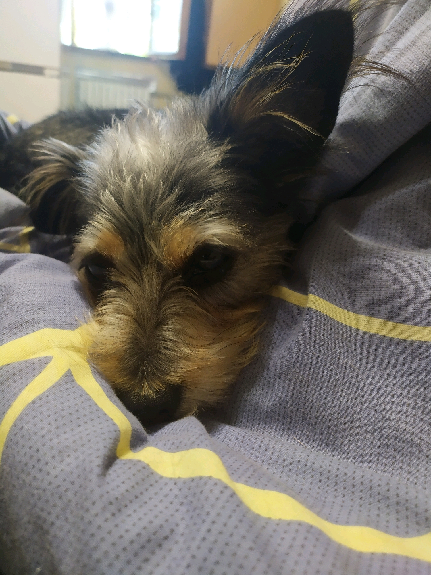 A close-up, low-angle shot shows a small, shaggy dog with dark brown and grey fur lying on a patterned fabric. The dog's face is the primary focus, with its head resting on the fabric, and its eyes looking slightly downward. The fabric appears to be a blanket or duvet cover, featuring a light grey background with a subtle dot pattern and two bright yellow stripes. The background is blurred, but hints of indoor elements like a window and possibly a radiator are visible. The dog's ears are alert and upright, one appearing to be partially covered by fur. The lighting is soft, suggesting an indoor setting. There are no other individuals or animals present in the frame. The image does not contain any information that would indicate its location in Mykolaiv, Ukraine.