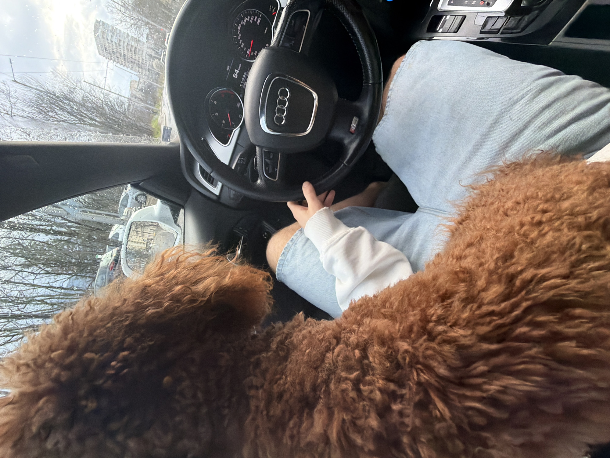 A person is driving an Audi in Sofia, Bulgaria. The person is wearing light-wash denim shorts and a white, long-sleeved shirt. A large, brown, curly-haired dog is sitting in the passenger seat, partially obscuring the driver and view from the windshield. The car's speedometer reads 54 km/h. Buildings and bare trees are visible through the windshield.