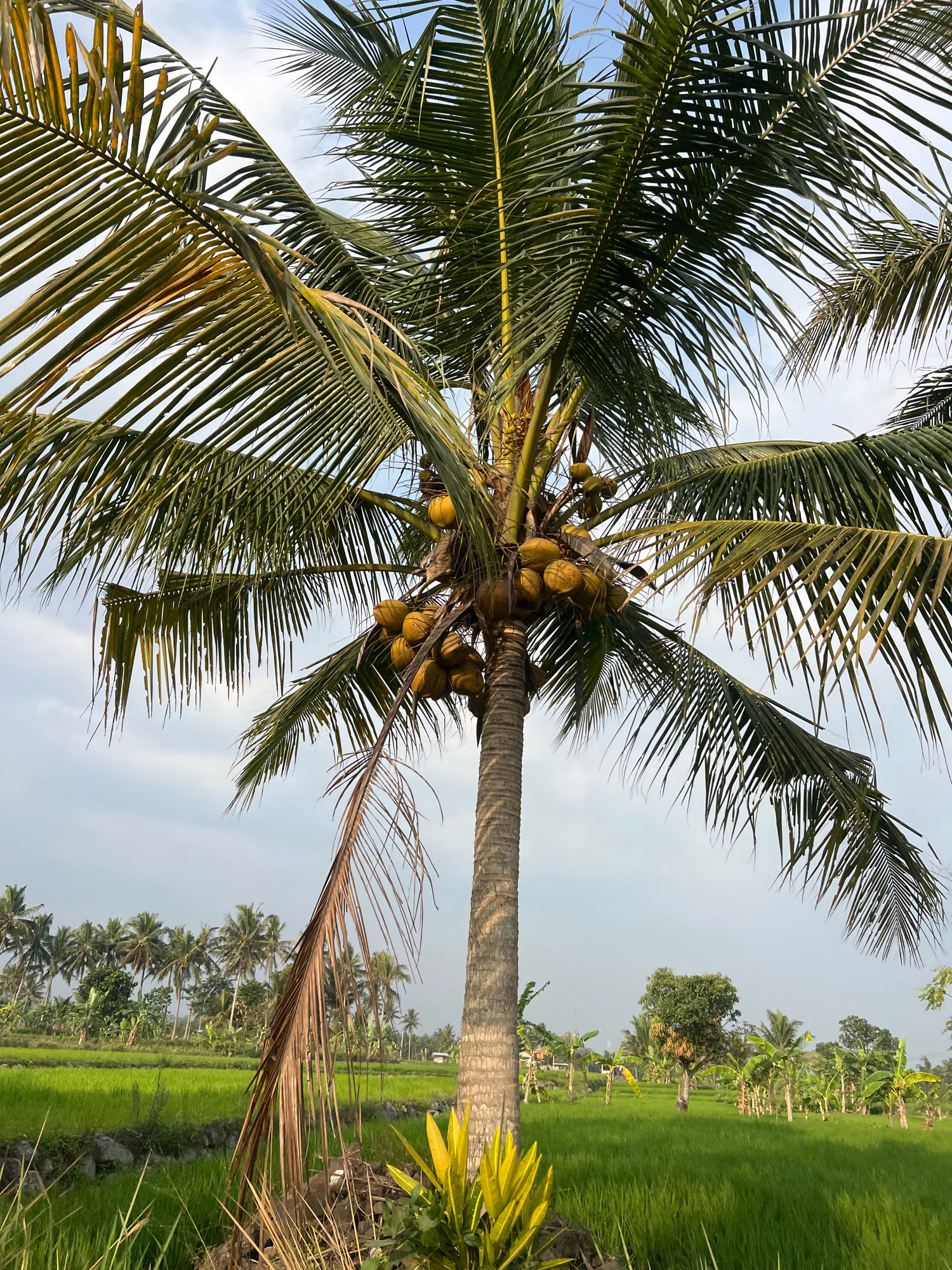 In Argomulyo, Indonesia, a mature coconut palm tree dominates the foreground, its trunk textured and rough, extending upwards to a canopy of long, green fronds. Clusters of coconuts, varying in ripeness from green to yellow, are visible amongst the foliage. The tree is situated on the edge of a lush, green rice paddy. In the middle ground, a line of smaller palm trees and banana trees form a backdrop. The sky above is a pale blue, with scattered clouds, suggesting a daytime scene. The overall environment depicts a tropical rural landscape.
