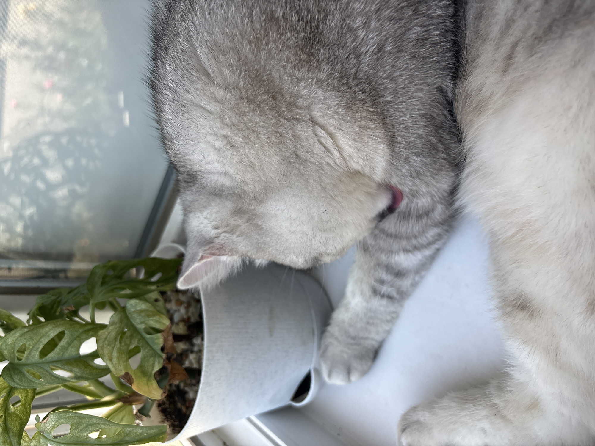 A fluffy grey cat is grooming itself on a white windowsill next to a potted plant. The cat's fur is light grey with darker tabby markings on its legs and tail. The cat's pink tongue is visible as it licks its paw. The plant has green leaves with holes in them, and it is in a white pot. The background shows a blurry reflection of trees and possibly buildings, suggesting an urban or suburban environment. The lighting suggests it is daytime, with sunlight streaming in from the window. The scene is indoors, on a windowsill in the city of Mikhaylovsk, Russia.