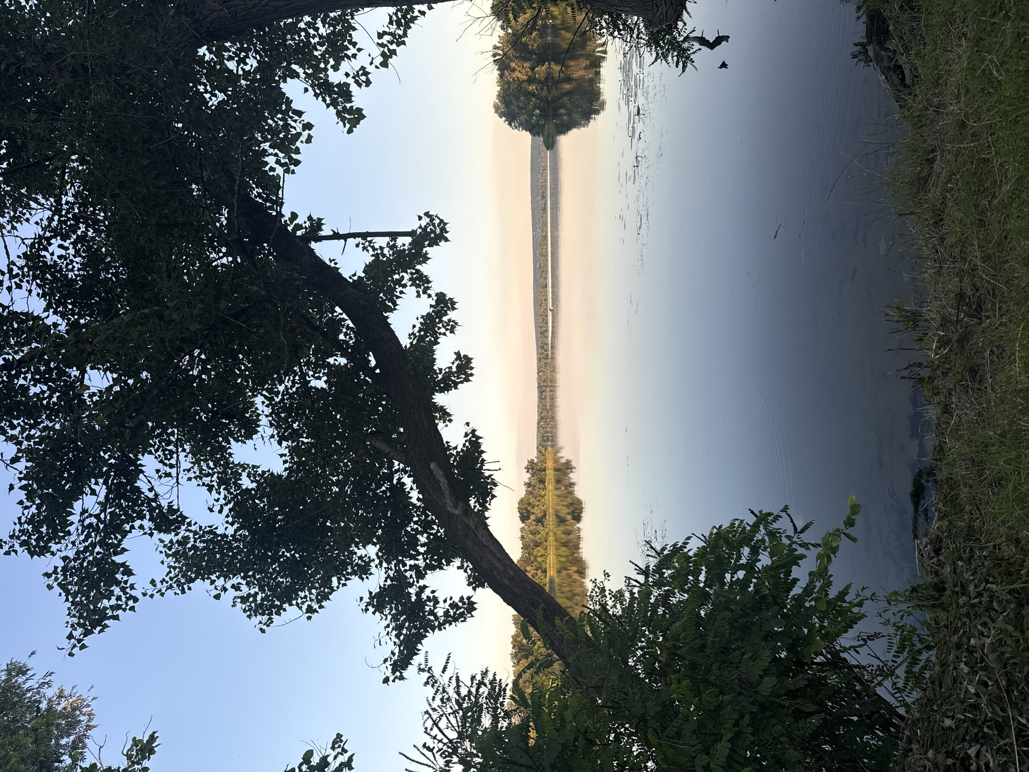 This is a photograph taken from the shore of the Dnipro River in Obukhivka, Ukraine. The image captures a serene, natural landscape during the late afternoon or early evening. In the foreground, grass and dried leaves cover the bank, leading down to the calm water's edge. A large tree branch, heavily laden with dark green leaves, extends diagonally from the left side of the frame, partially obscuring the view of the river and the opposite bank. To the right, another tree trunk is visible.
The Dnipro River itself is wide and tranquil, reflecting the soft, warm hues of the sky, which transitions from a clear pale blue at the top to a light peachy-pink near the horizon. The surface of the water is mostly smooth, with subtle ripples and occasional patches of aquatic vegetation.
Across the river, the opposite bank is lined with a dense forest of trees, their lush green foliage creating a distinct horizon line. The overall impression is one of peaceful natural beauty and quietude, characteristic of a riverside setting in Ukraine. There are no people or animals visible in the frame.