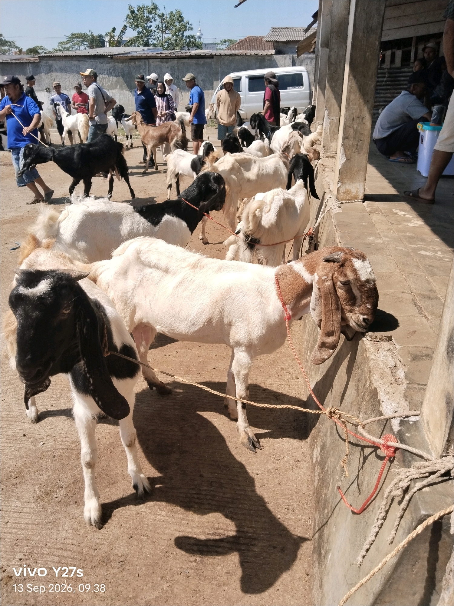 The image depicts an outdoor livestock market, likely in Wonosido, Indonesia, focused on the sale of goats. Numerous goats of varying colors, including white, black, and brown, are present, many tethered by ropes. Several individuals, predominantly men wearing casual attire such as t-shirts, hats, and shorts, are seen managing, observing, and interacting with the animals. Some goats are being led or held. In the background, there are simple structures, possibly stalls or sheds, and a white van is visible. The ground is dirt and concrete. The overall atmosphere suggests a commercial transaction involving livestock.