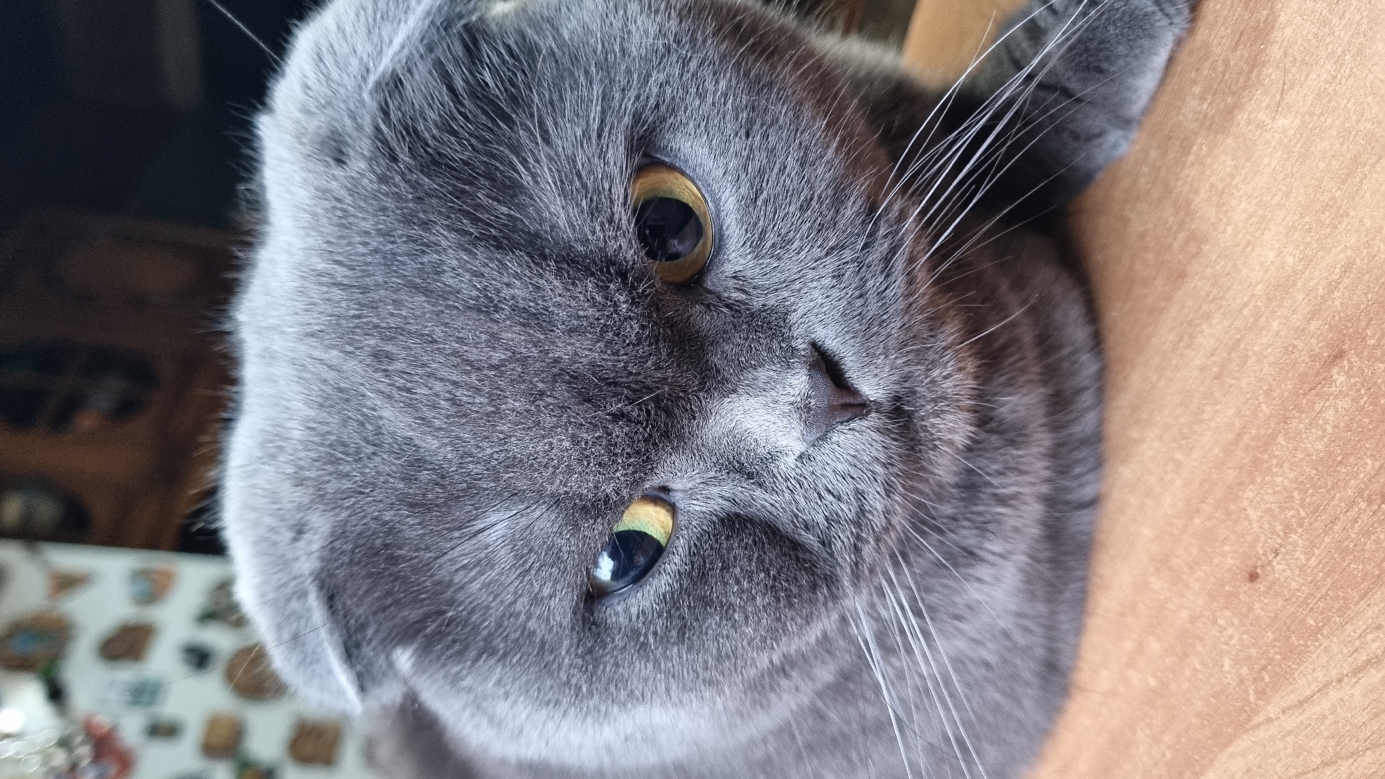A close-up shot focuses on the face of a grey Scottish Fold cat. The cat's ears are folded down, a characteristic of its breed. Its eyes are large and round, with yellow irises that have dark pupils. The cat's expression appears intense or perhaps annoyed. Its nose is small and dark, and long white whiskers extend from its muzzle. The fur is short and dense, showing variations in tone from dark grey to lighter grey around the muzzle and eyes. The background is blurred, but appears to be indoors with elements of furniture and possibly decorative items visible. The cat is resting on a light brown, wooden surface. No specific location in the city of Vysokoe, Russia can be determined from the image.