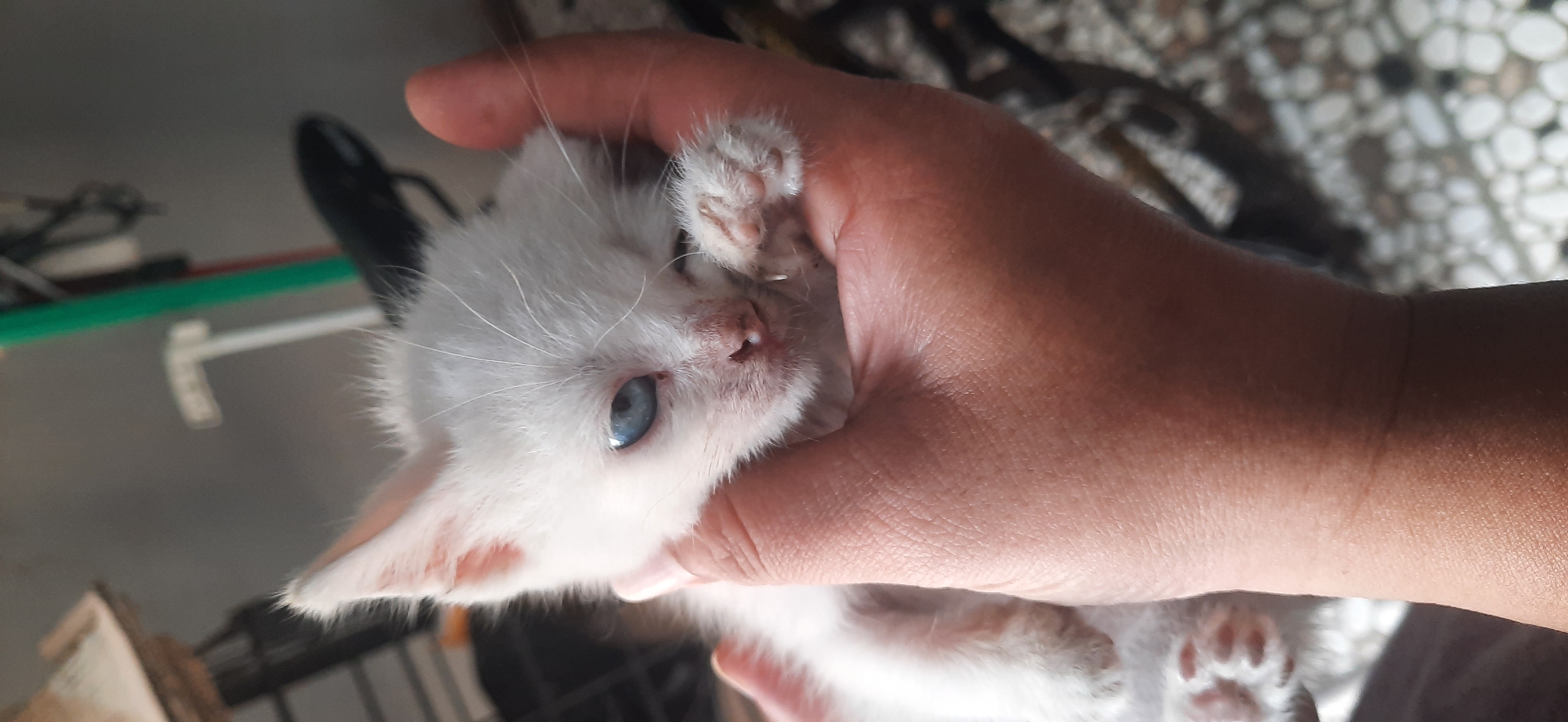 A person's hand holds a very young, white kitten. The kitten is lying on its back, with its head resting in the palm and its body cradled by the fingers. Its fur is fluffy and its eyes are a striking blue. One eye is wide open, while the other is partially closed, giving the kitten a somewhat sleepy or curious expression. The kitten's small paws are visible, one extended slightly. The hand holding the kitten appears to be that of an adult. The background is blurred, but suggests an indoor or semi-outdoor setting with a patterned floor and some indistinct objects. The image was captured in Cisauk, Indonesia.