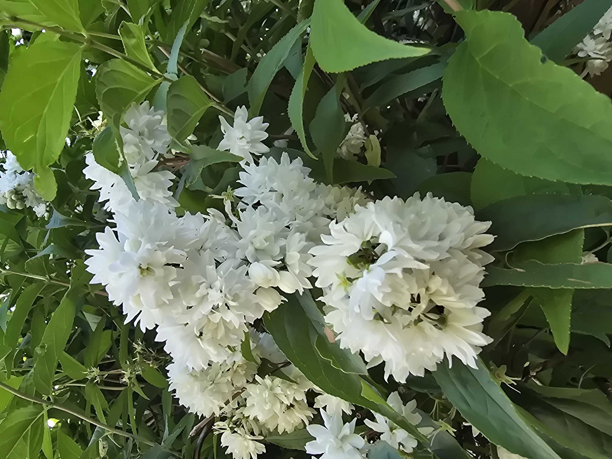 This is a close-up, eye-level, outdoor photograph of a flowering shrub with dense clusters of small, white, multi-petaled flowers and dark green leaves. The shrub is in bloom, with many of the flowers appearing fully open and some unopened buds visible. The leaves are ovate with serrated edges and are a rich green color. The lighting suggests it is daytime, possibly late morning or early afternoon, with diffused sunlight filtering through the foliage. The background consists of more of the same shrub, creating a layered effect with varying depths of field. There are no people or animals present in the image. The scene is located in Sofiivska Borshchahivka, Ukraine, likely in a garden or park setting, given the lush vegetation.