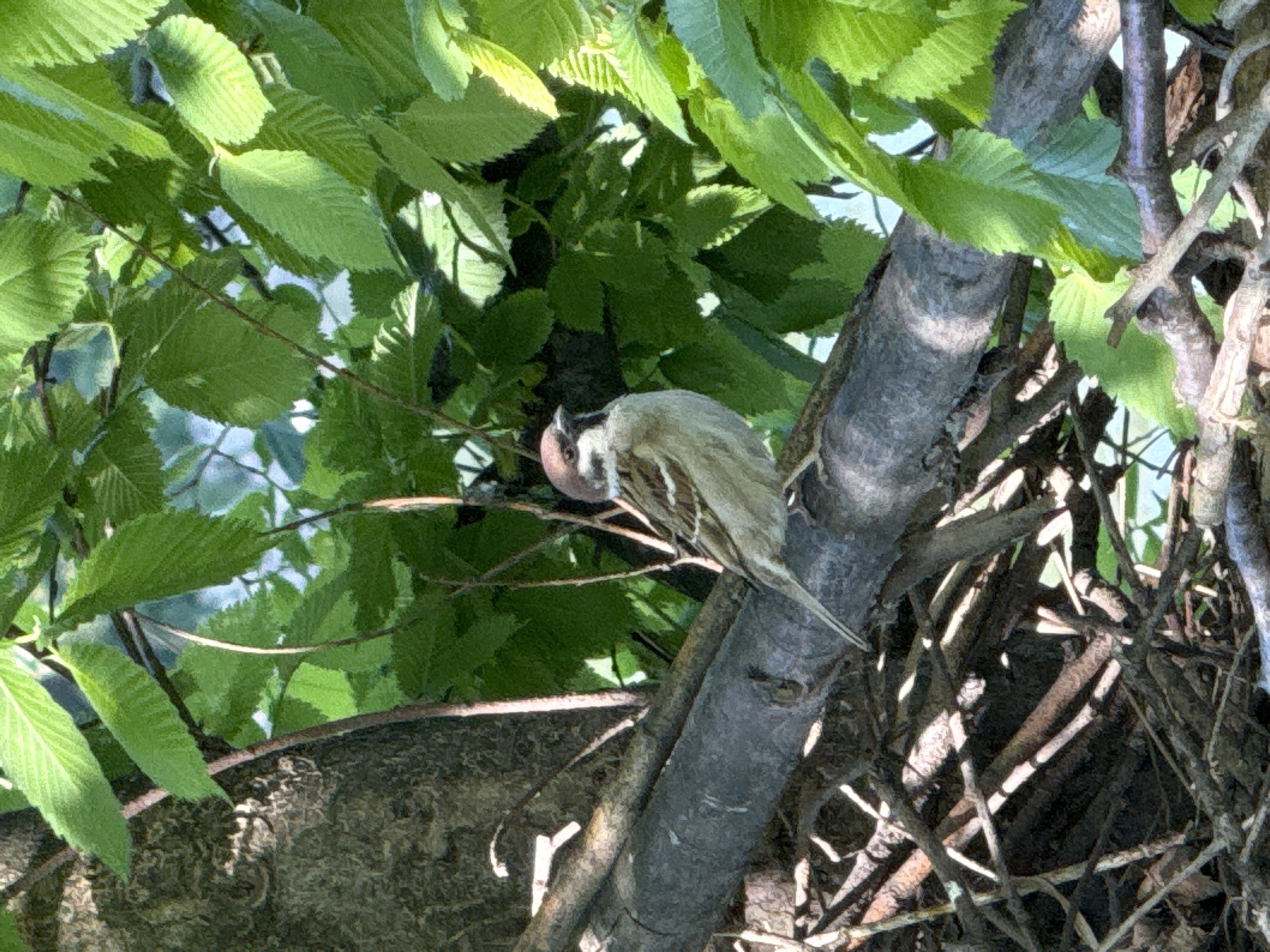 A long-tailed tit (Aegithalos caudatus) is perched on a tree branch, surrounded by vibrant green foliage, in the city of Zagreb, Croatia. The bird is oriented diagonally downwards and to the left, with its head slightly lowered. Its distinctive markings include a white head with prominent dark stripes running through its eyes, and a visible pinkish-buff patch, likely on its nape or undertail coverts, contrasting with its mostly pale brownish-grey upperparts. The bird's long tail, a characteristic feature of the species, extends towards the lower left.
The setting is a densely treed environment, with numerous broad green leaves filling the background and foreground, suggesting a park or garden. The leaves are well-lit, indicating bright daylight conditions, and their veins are visible on some of the closer leaves. Sunlight filters through the canopy, creating dappled light and shadow patterns on the tree branches and bark. The tree trunk on which the bird is perched is relatively thick and greyish-brown, with visible texture. Other thinner branches and twigs are also visible, intertwined in the background and beneath the main branch. No human subjects or visible text are present.