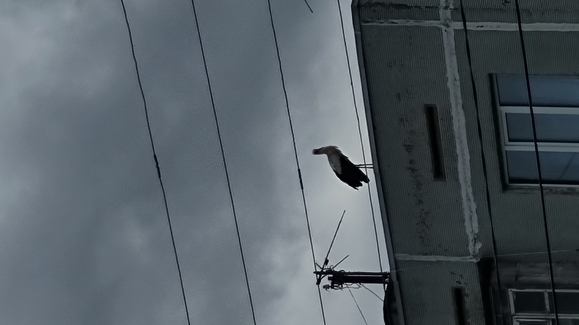 A stork stands on the rooftop of a building, silhouetted against a dark, cloudy sky. Several power lines stretch horizontally across the frame, obscuring parts of the sky and the building. The building appears to be a multi-story residential structure with windows visible on its facade. A utility pole with wires is also present on the left side of the image, near the stork. The scene is overcast, suggesting a gloomy or impending weather event. The location is identified as Vysokoe, Russia.