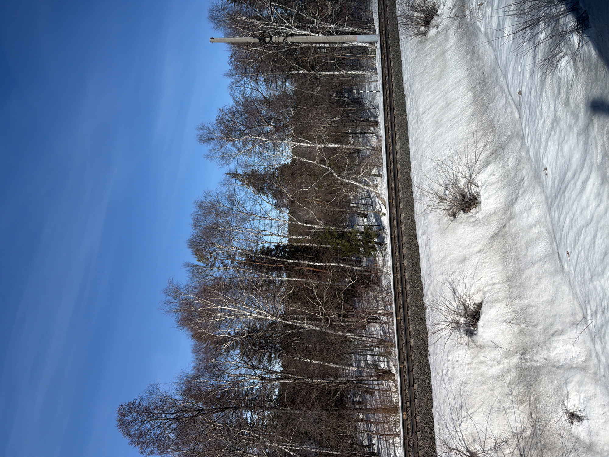 The image depicts a winter landscape in Malaya Bod'ya, Russia, under a clear blue sky with faint, wispy clouds. A double-track railway runs horizontally across the midground, featuring dark metal rails on brown sleepers embedded in a bed of gray gravel ballast. Directly behind the railway, a dense forest of predominantly bare deciduous trees, primarily birches with their characteristic white bark, mixes with dark coniferous trees. The ground in the forest is covered in patches of snow.
To the right of the tracks, a tall, slender concrete utility pole equipped with insulators and wires stands vertically, extending into the upper portion of the frame. Further to the left, within the tree line behind the tracks, a small black and white striped marker pole is visible. The foreground consists of a snow-covered embankment sloping downwards, partially melted and dirty in areas, particularly closer to the tracks and at its base. Several small, leafless bushes protrude from the snow on this embankment. A dark shadow, likely cast by the observer or camera, is partially visible in the bottom right corner. No human figures or discernible animal life are present.