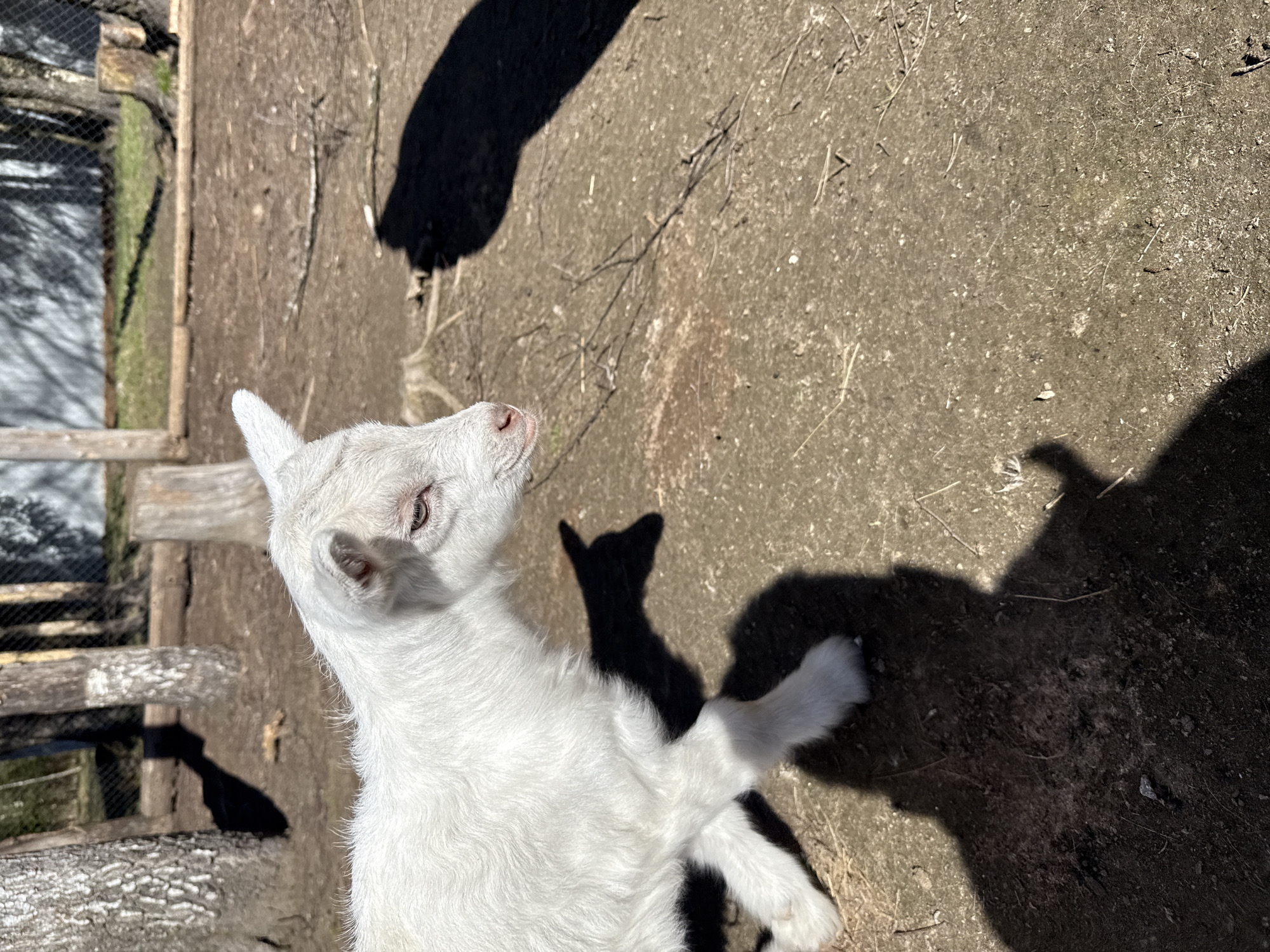 A white baby goat stands in an outdoor dirt enclosure with a wooden fence. The location is Bobylino, Russia. The goat is positioned near the fence, looking upwards and to the left. Strong sunlight casts shadows from the goat and nearby objects onto the dirt ground. The background shows a wire mesh fence and green vegetation.